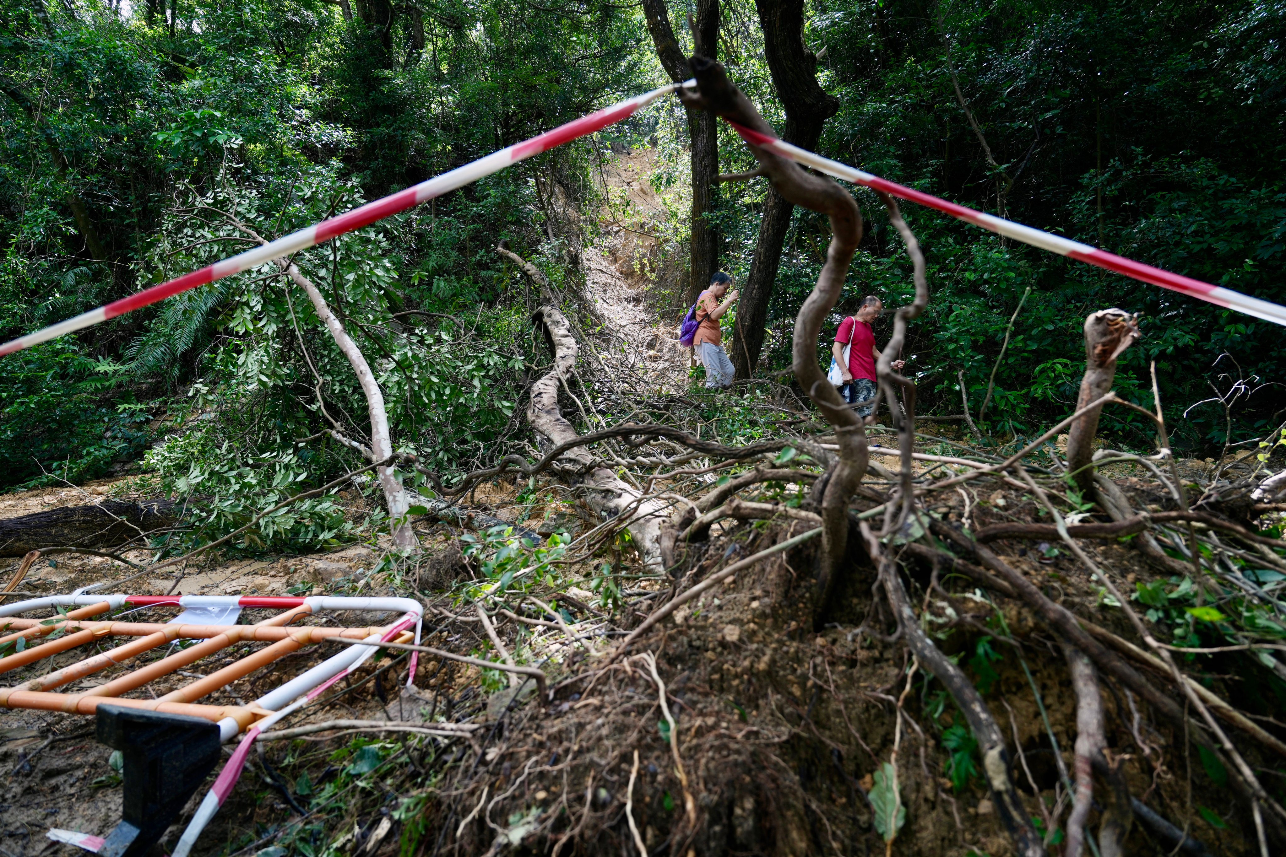 Hikers walk through a tangle of fallen trees and branches at Shing Mun Country Park. Photo: Sam Tsang