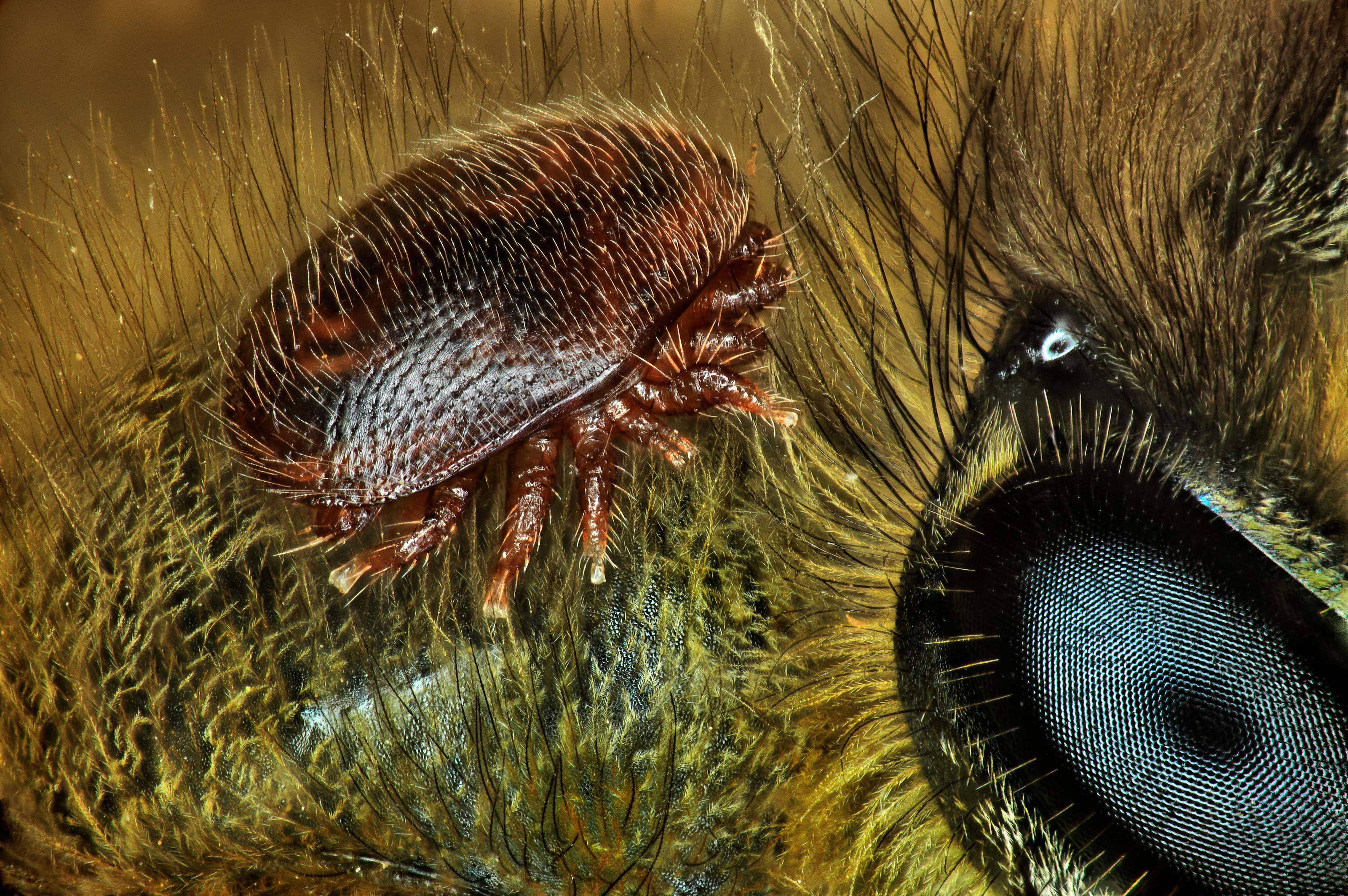 A Varroa mite on the back of a honeybee. Australia’s government says it has failed to eradicate the pest. Photo: Nikon’s Small World