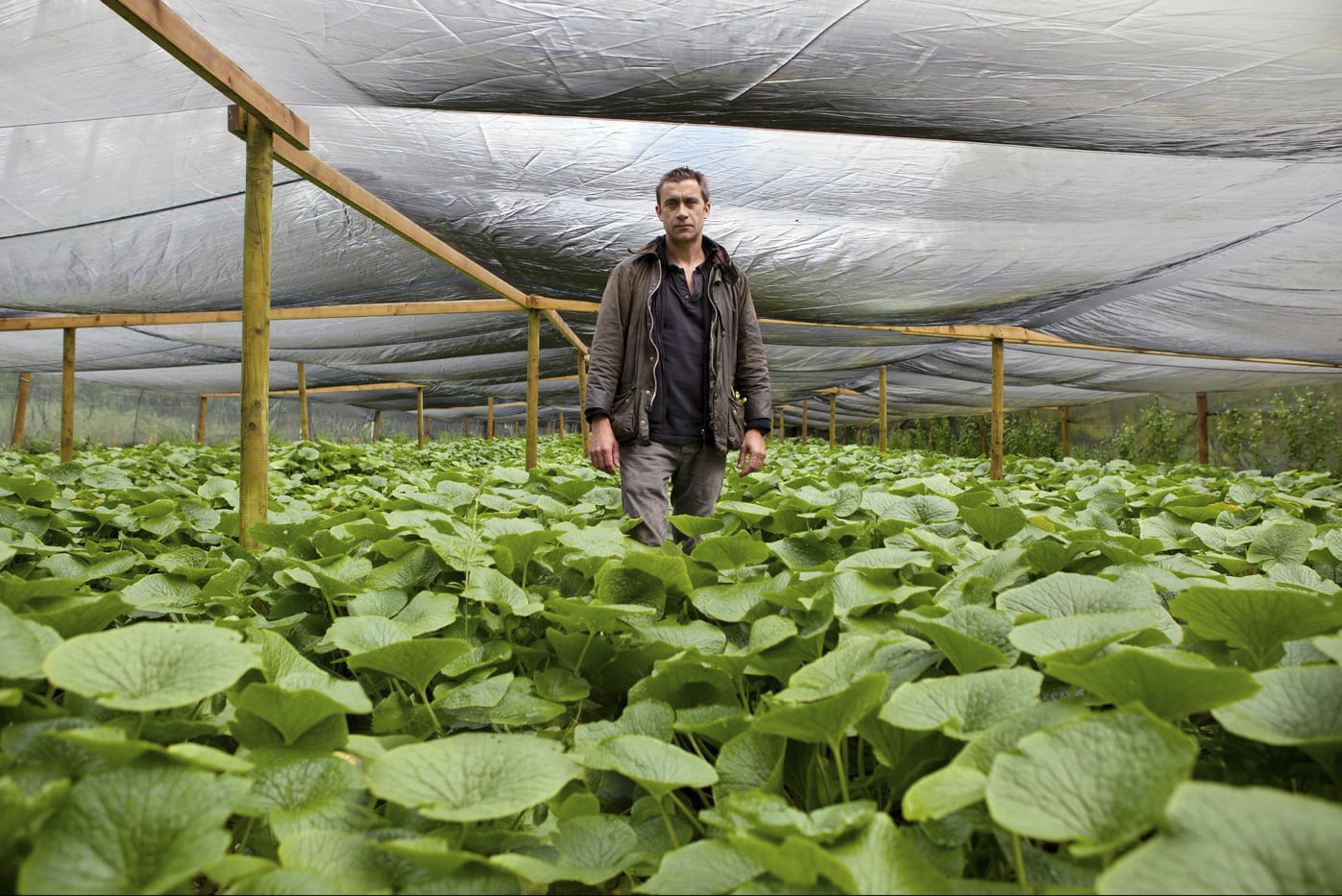Jon Old at the The Wasabi Company’s farm near the village of Micheldever in the UK. Photo: The Wasabi Company