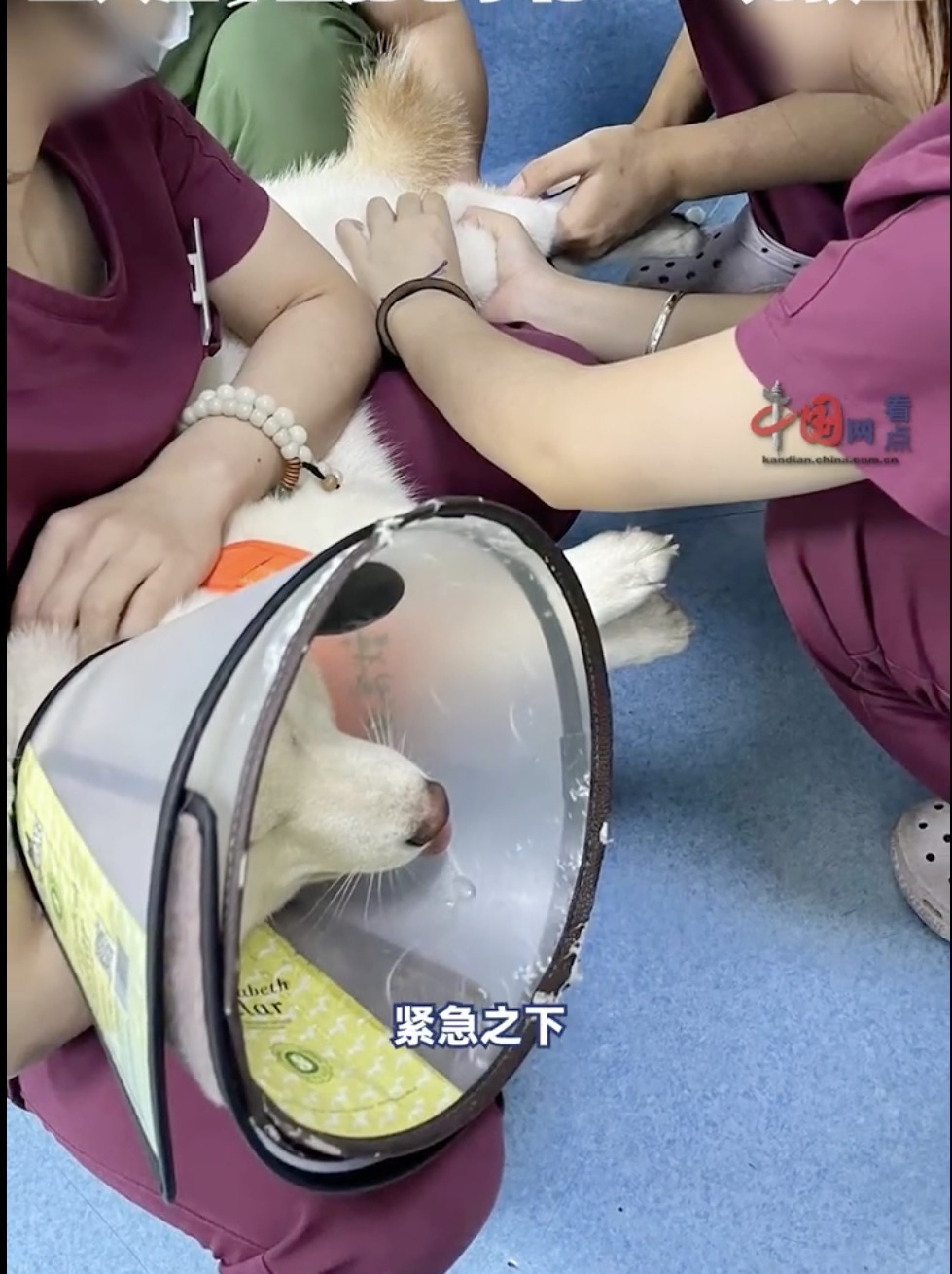 The attending vet said Liu’s decision to induce her dog to vomit had prevented more severe or deadly complications. Photo: Weibo
