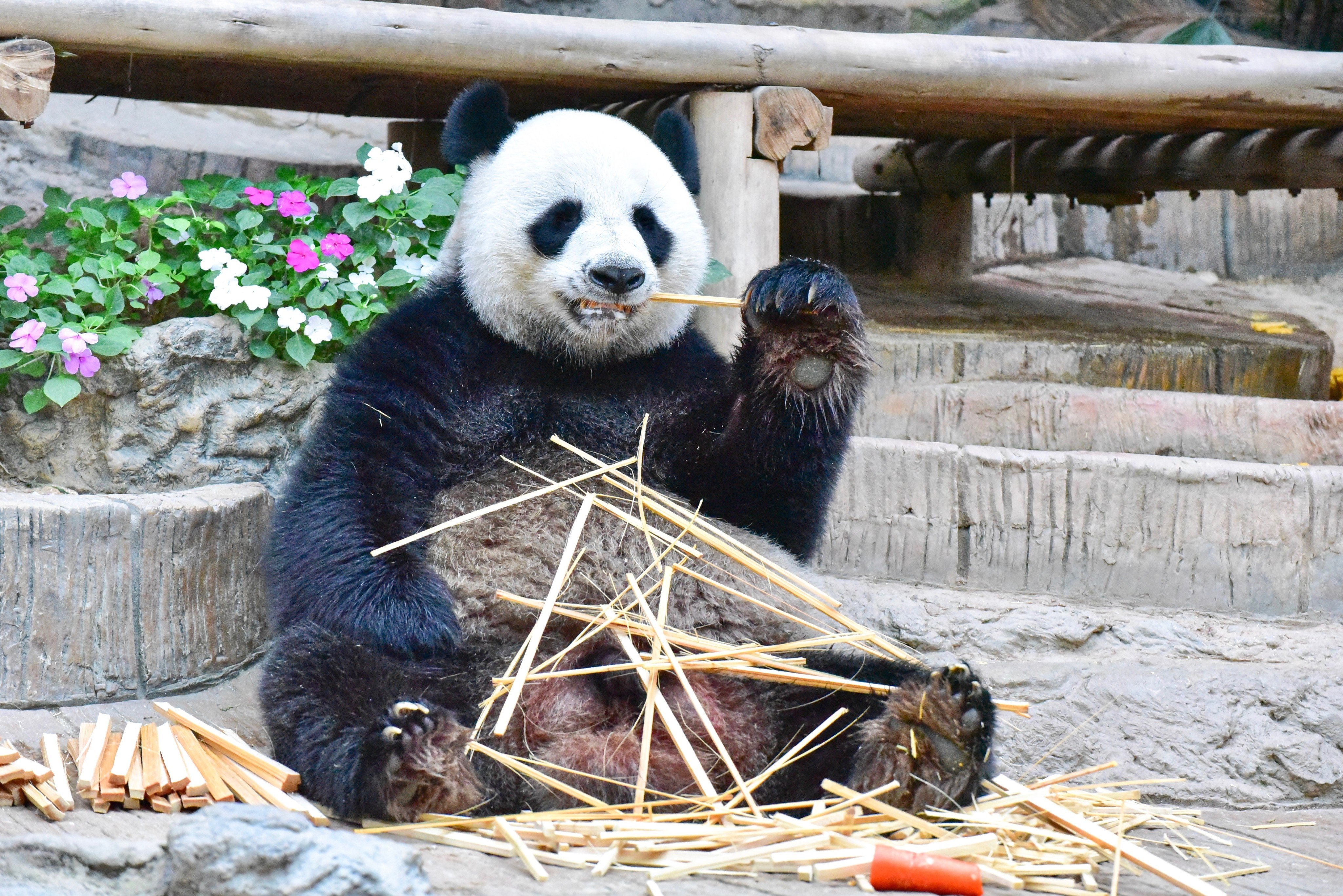 A giant panda eats bamboos at Chiang Mai Zoo in northern Thailand. There are at least 65 giant pandas overseas in 18 countries, including Japan and the US. Photo: Shutterstock 