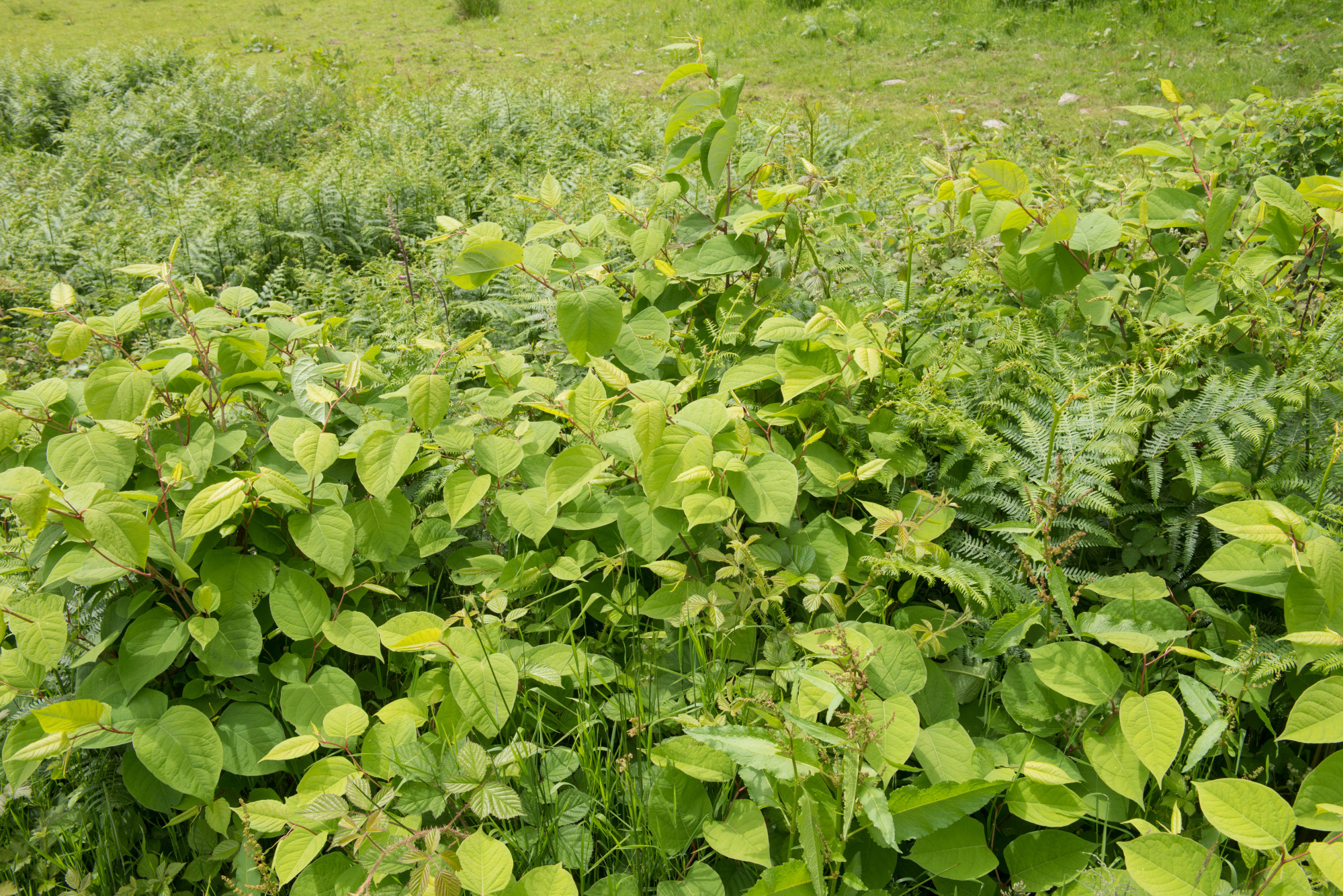 Japanese knotweed on moorland by the River Barle within Exmoor National Park in England. Photo: Shutterstock