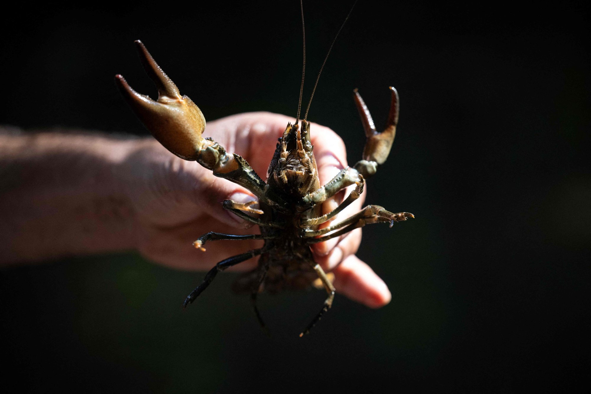 American signal crayfish were imported into the UK in the 1970s for human consumption, before escaping to colonise a great many watercourses. Photo: AFP