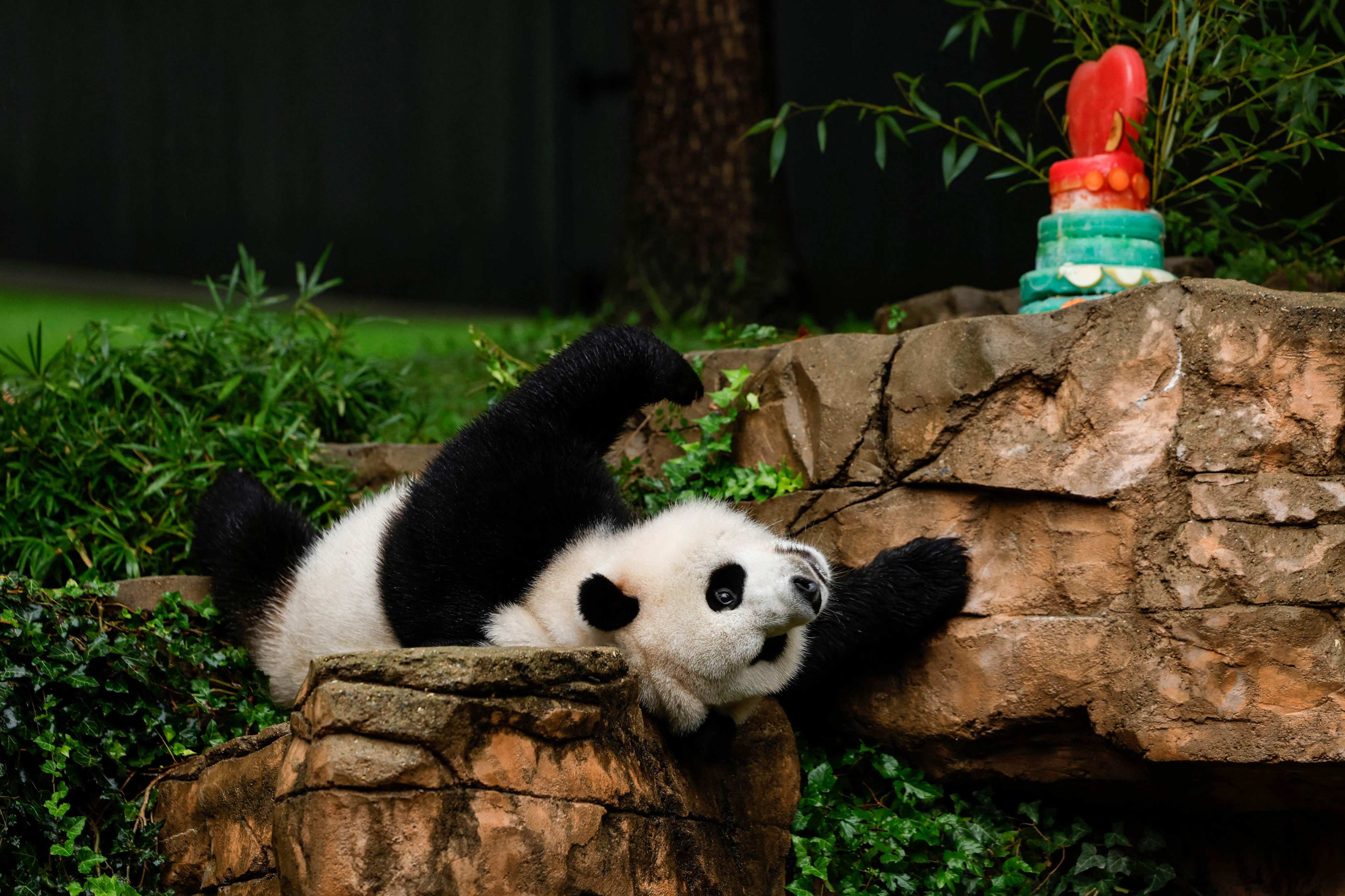 Male giant panda Xiao Qi Ji rolls around in his enclosure during a “Panda Palooza” event at the Smithsonian National Zoo in Washington on Monday. Photo: Getty Images via AFP