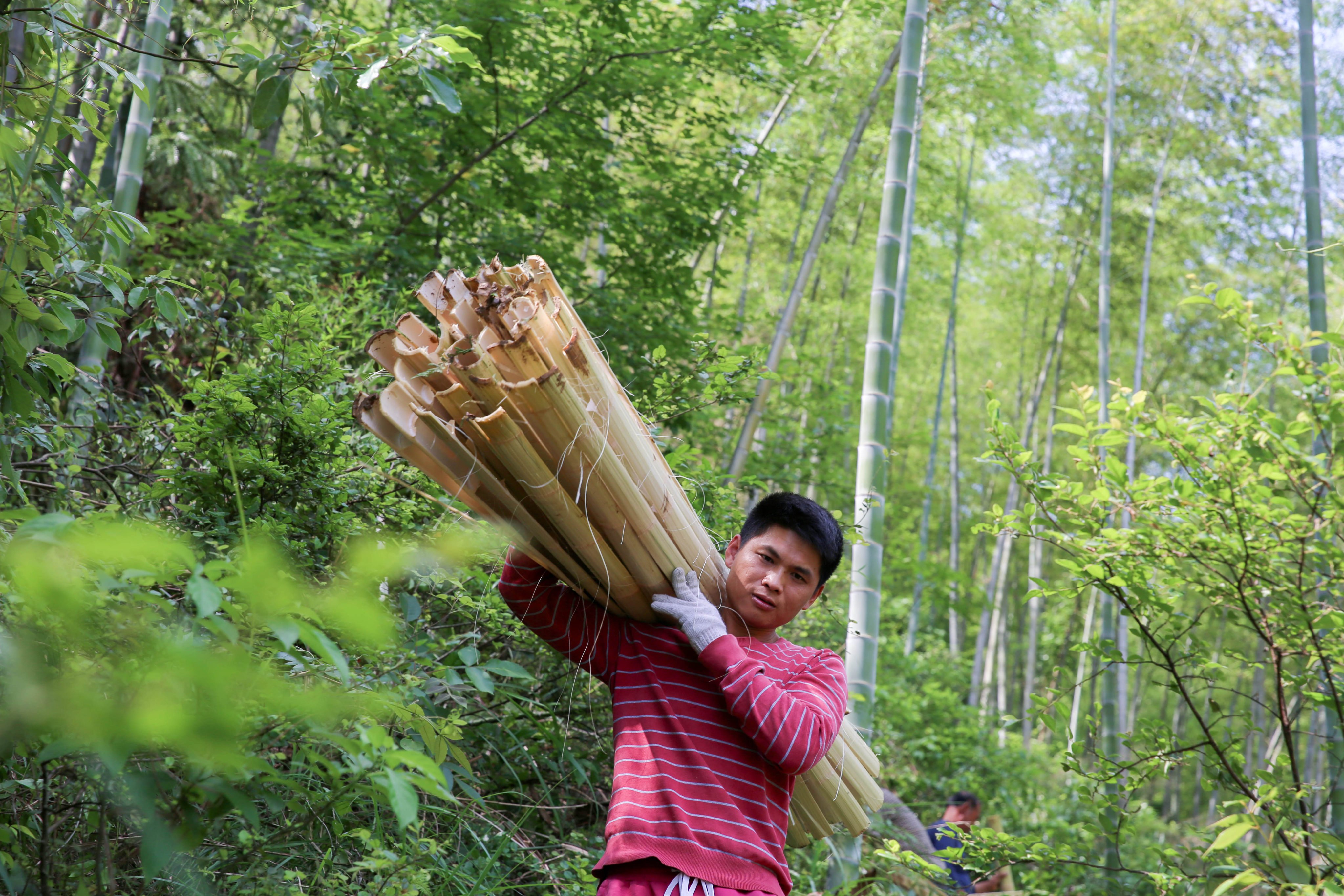 Bamboo is the richest natural resource in Anji county, located a three-hour drive from Shanghai. Photo: Xinhua