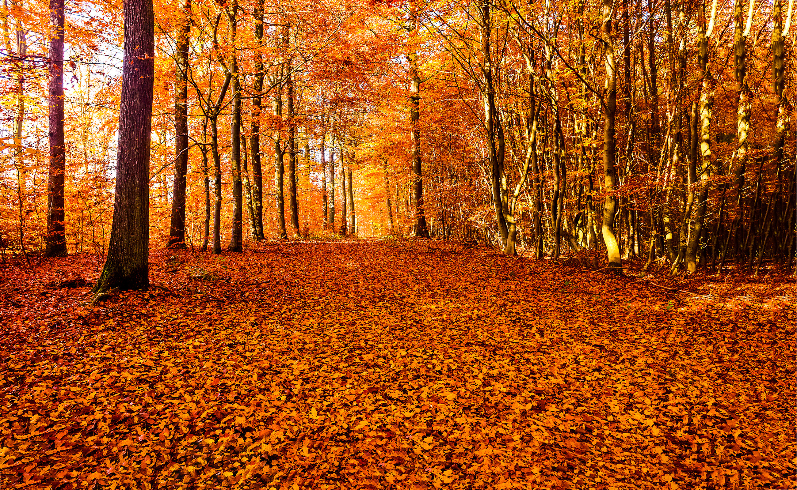 Fall into autumn with these idioms. Photo: Shutterstock