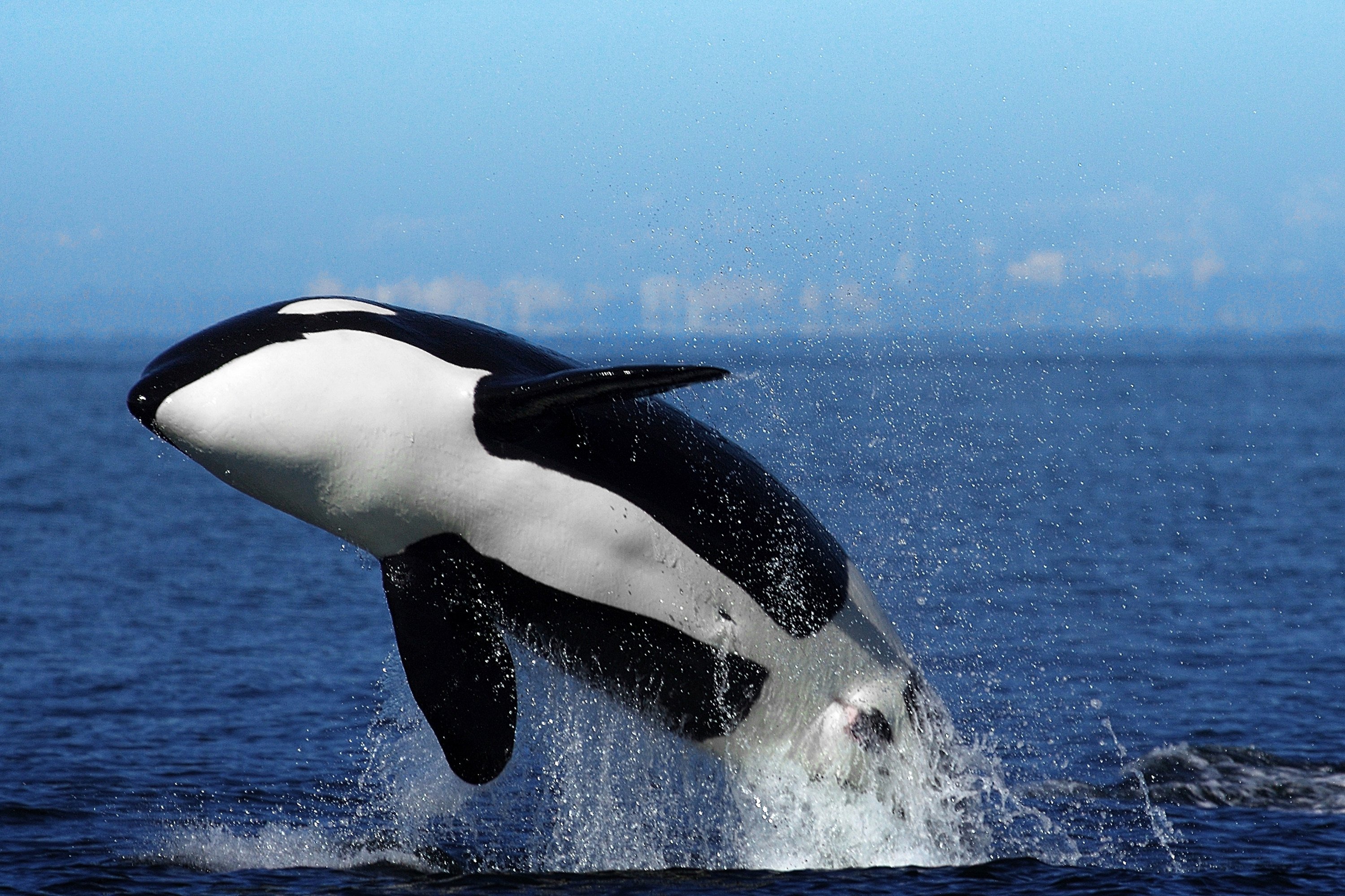 Orcas, the ocean’s apex predator, have been known to prey on killer sharks. File photo: TNS