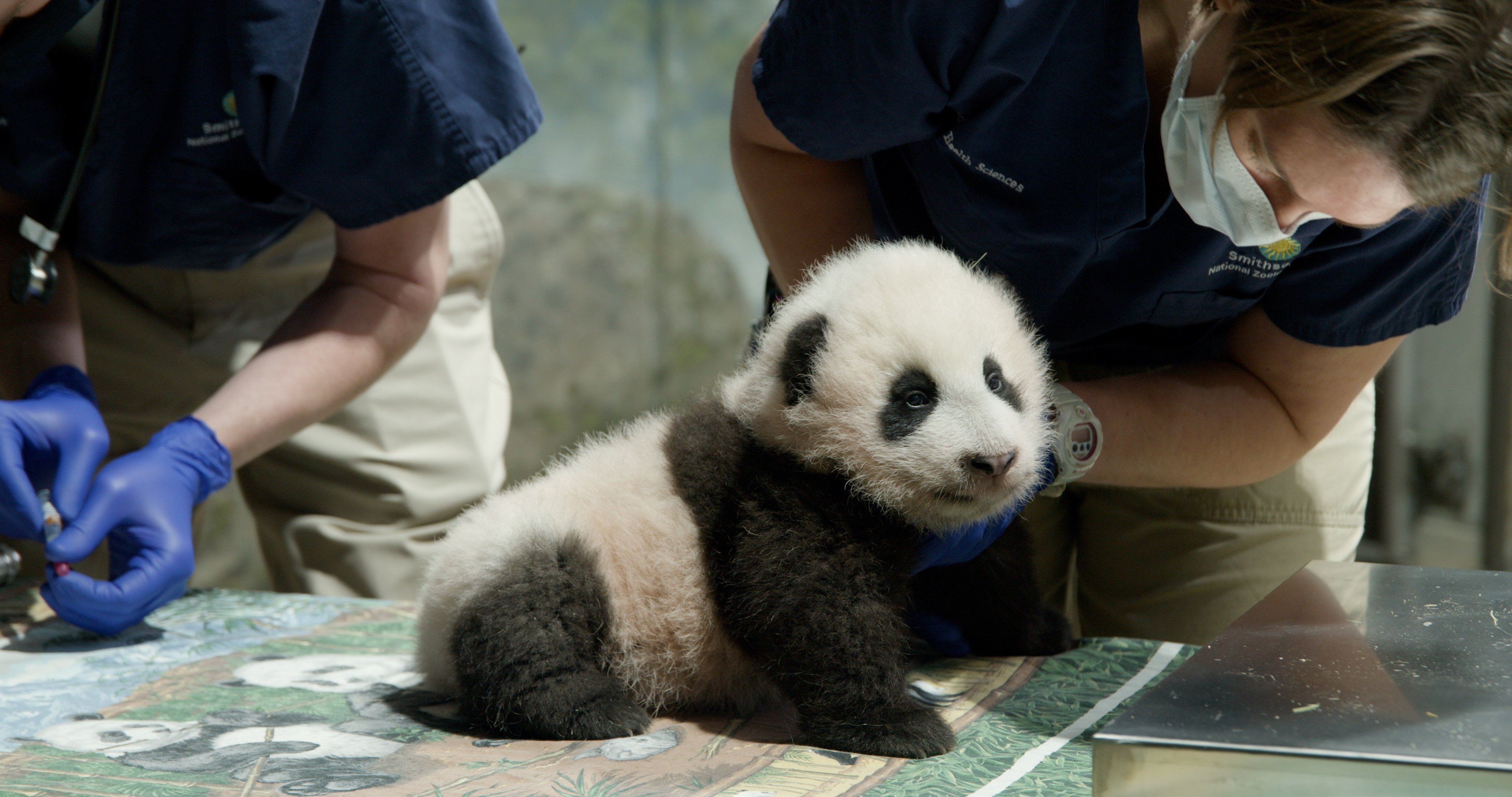Three-month-old Xiao Qi Ji, or Little Miracle, gets a checkup in November 2020. The giant panda was born via artificial insemination during the pandemic. More than a million watched his live-streamed birth take place at the Smithsonian’s National Zoo in Washington. Photo: Handout via Xinhua