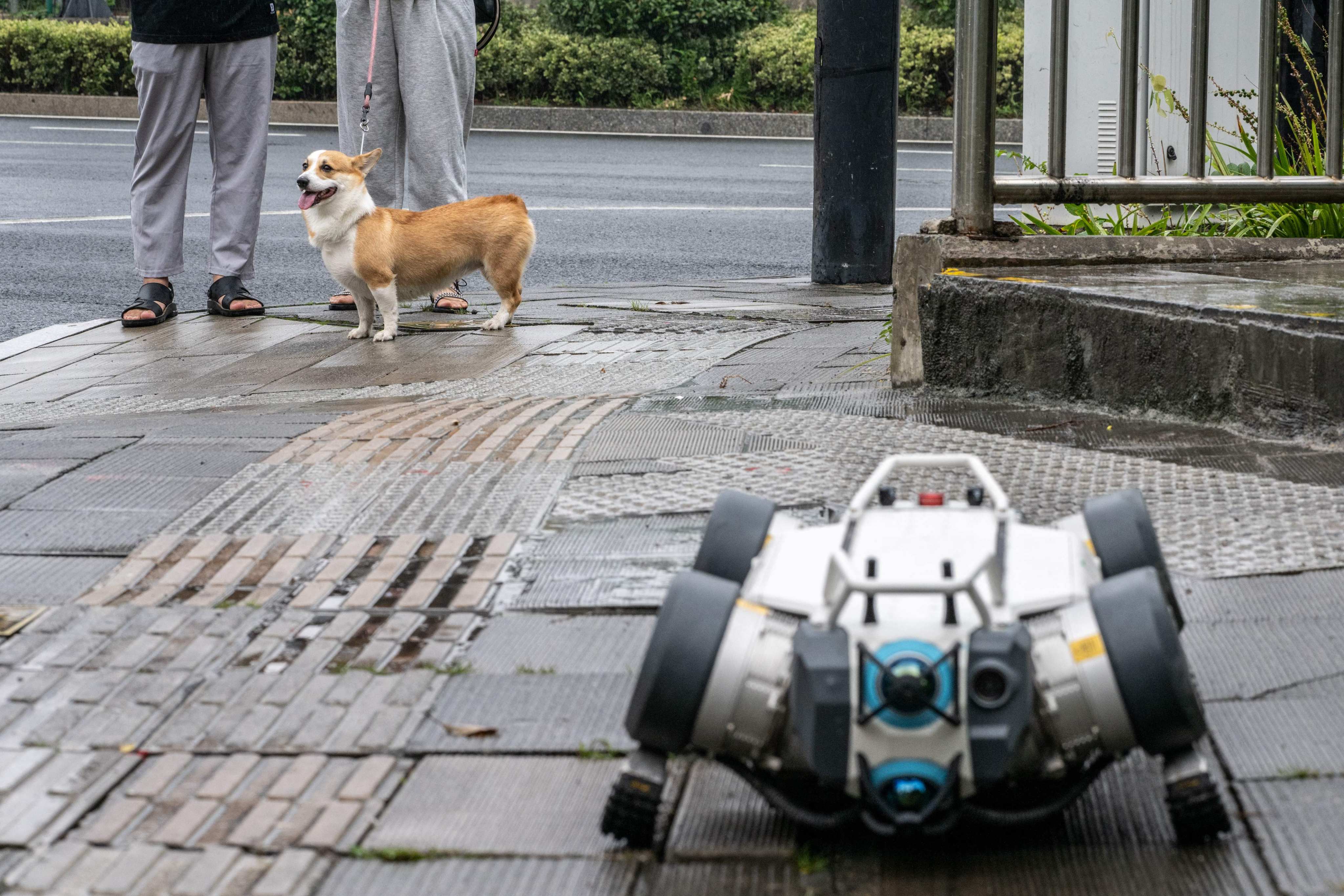 Deep Robotics’ X30 robot dog passed by a real canine on the street of Hangzhou. Photo: AFP