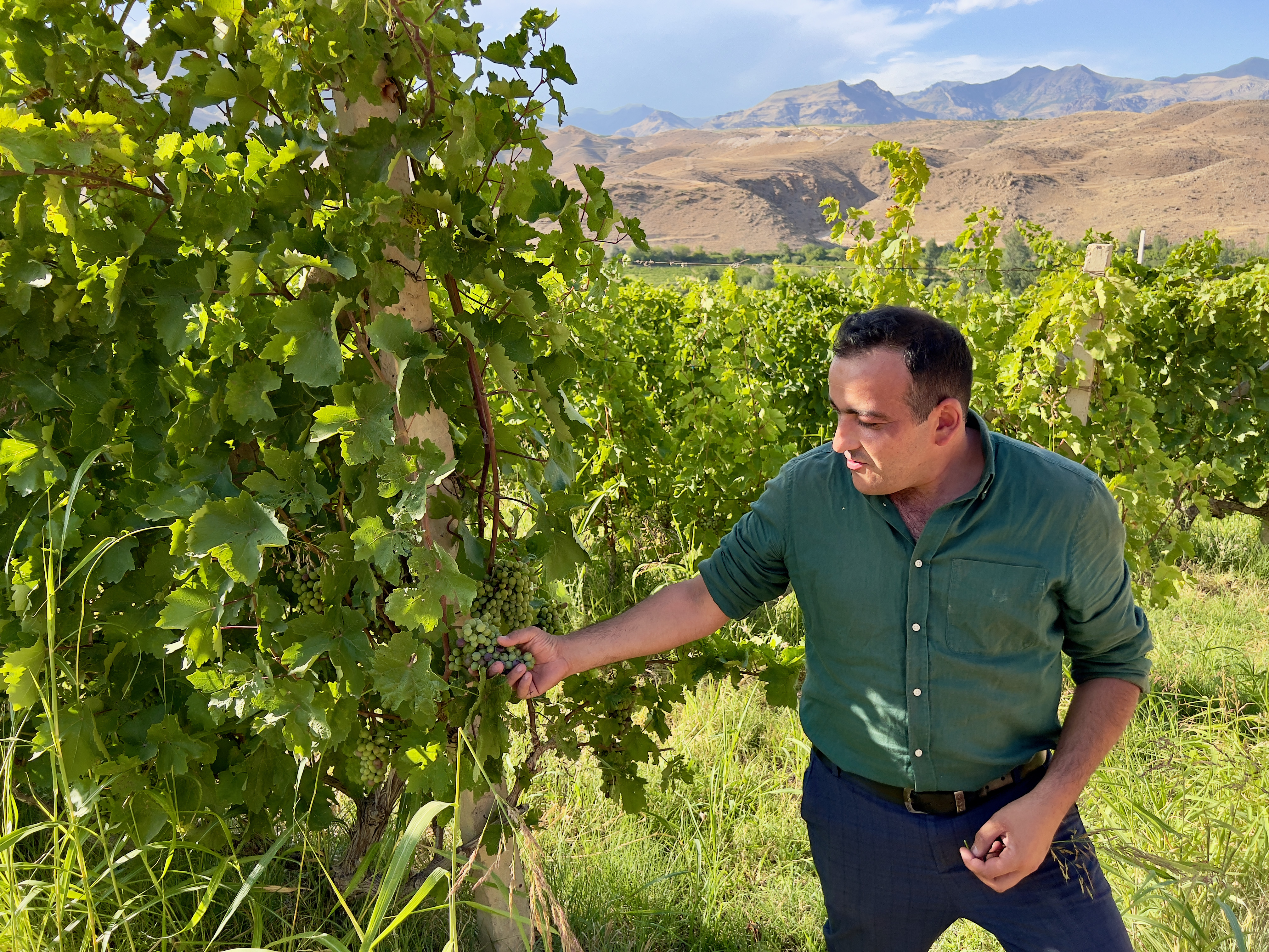On a hillside in Armenia’s Vayots Dzor province, winemaker Norayr Grigoryan of Areni Vineyards, the country’s first post-Soviet private winemaking company, checks grapes in one of his company’s vineyards. Photo: Peter Neville-Hadley