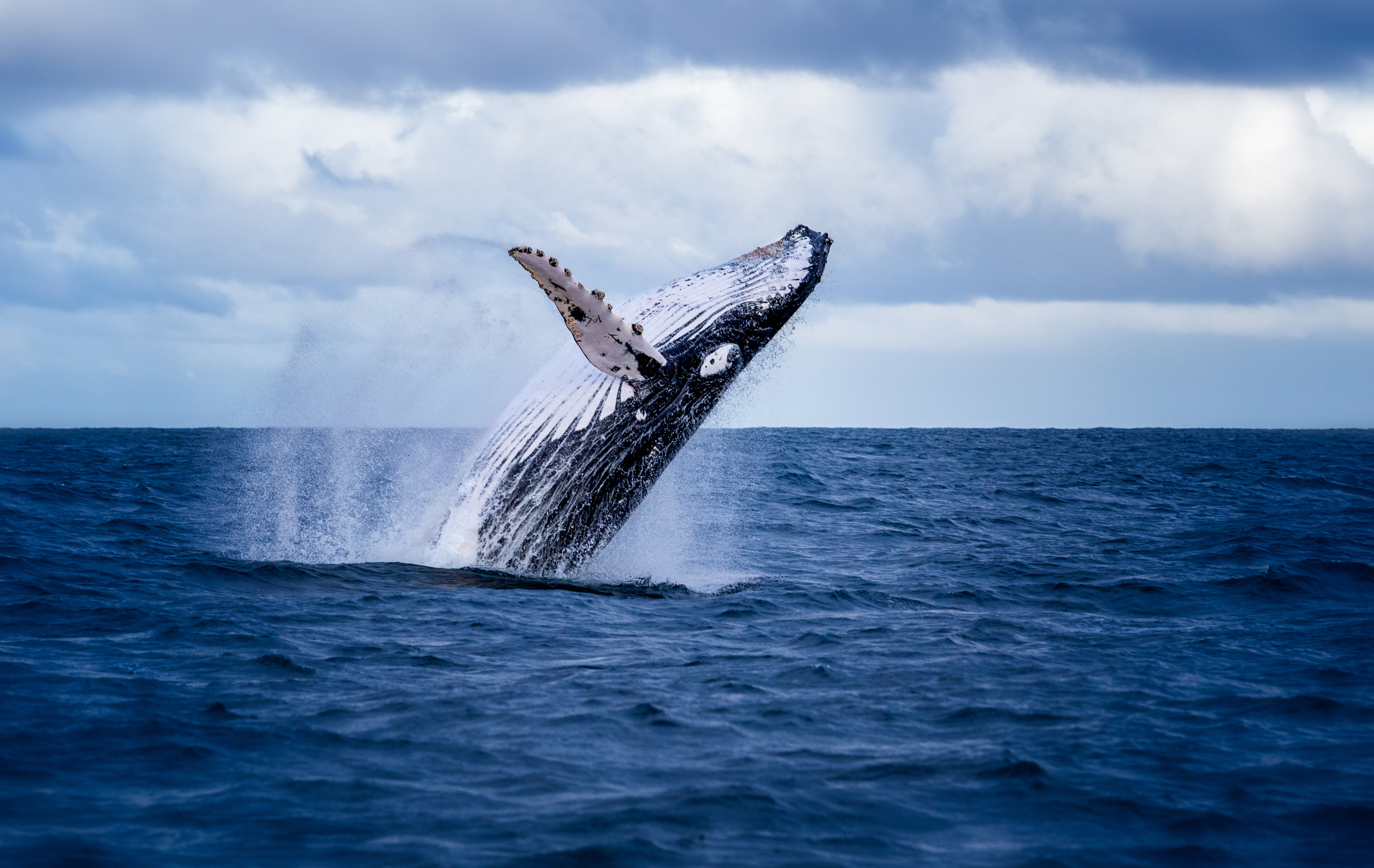 Australia’s extensive coastline hosts 10 large and 20 smaller species of whales. Photo: Shutterstock