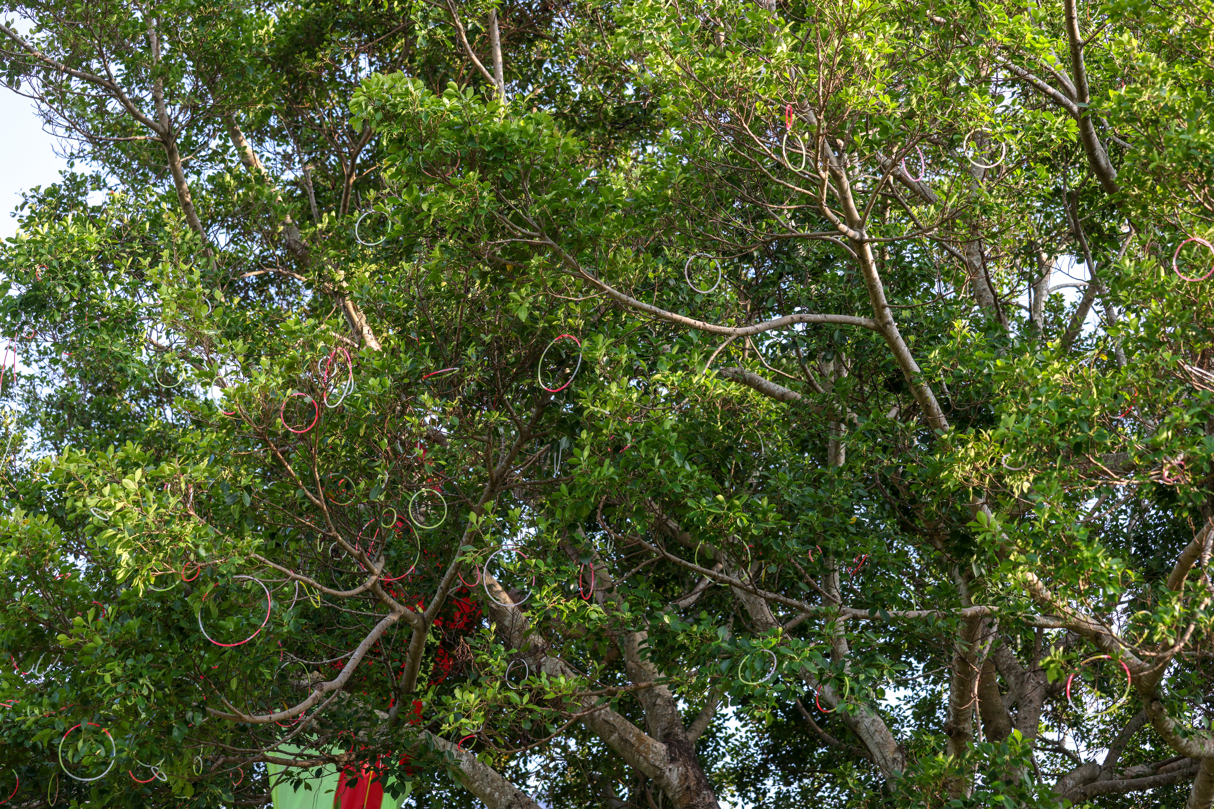 Residents threw the plastic glowsticks into the branches of the Chinese banyan in Tai Po. Photo: Yik Yeung-man
