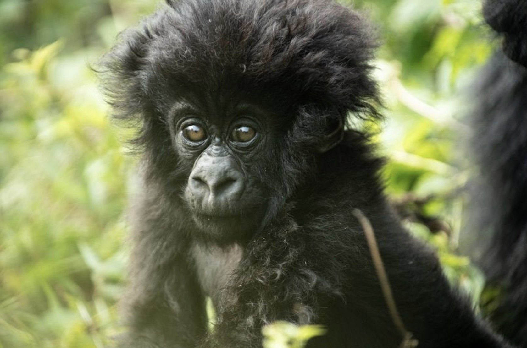 The Rwandan tradition of  baby-naming ceremonies has been extended to gorillas, and the annual event draws celebrities and local villagers. Photo: Visit Rwanda