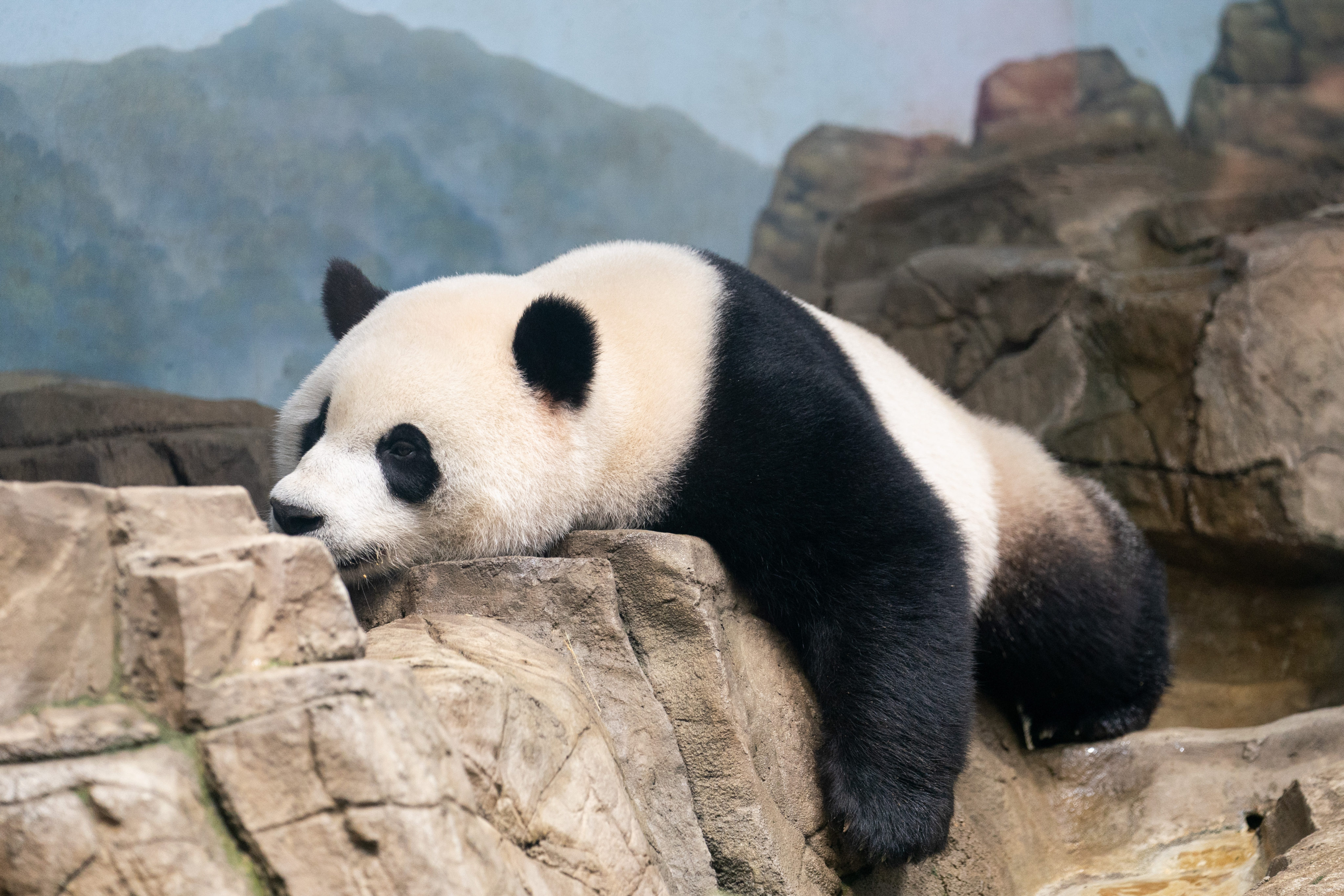 Giant panda Xiao Qi Ji is seen at the Smithsonian’s National Zoo in Washington on September 30. Mei Xiang, Tian Tian and Xiao Qi Ji will be returned home by the end of the year in accordance with a previous agreement with the China Wildlife Conservation Association (CWCA). Photo: Xinhua