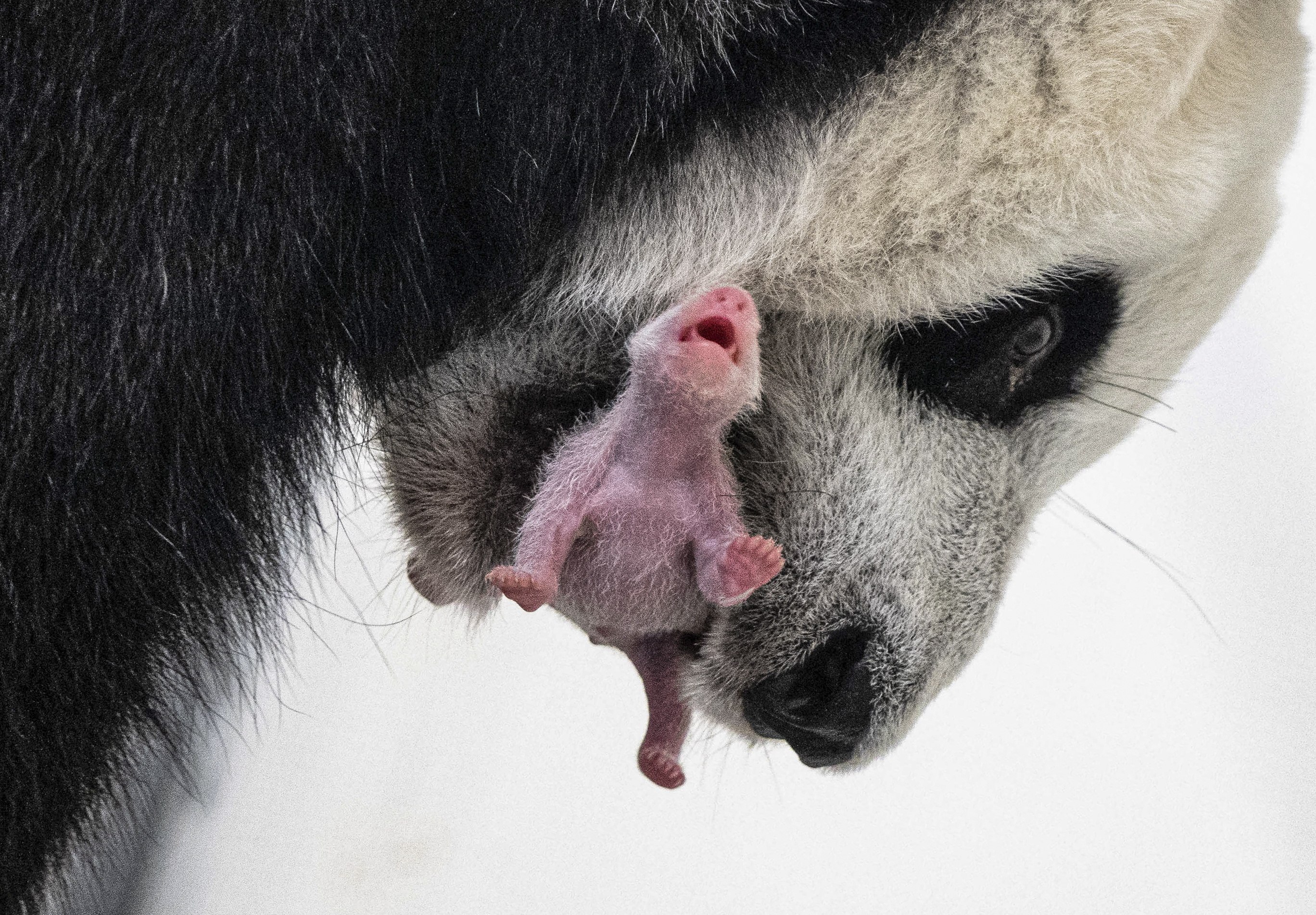 On August 31, Moscow Zoo released a photo of giant panda Dingding carrying its cub. Researchers in Scotland have found latitude affects the activity and breeding success of pandas in captivity around the world. Photo: EPA-EFE/Moscow Zoo Press Service