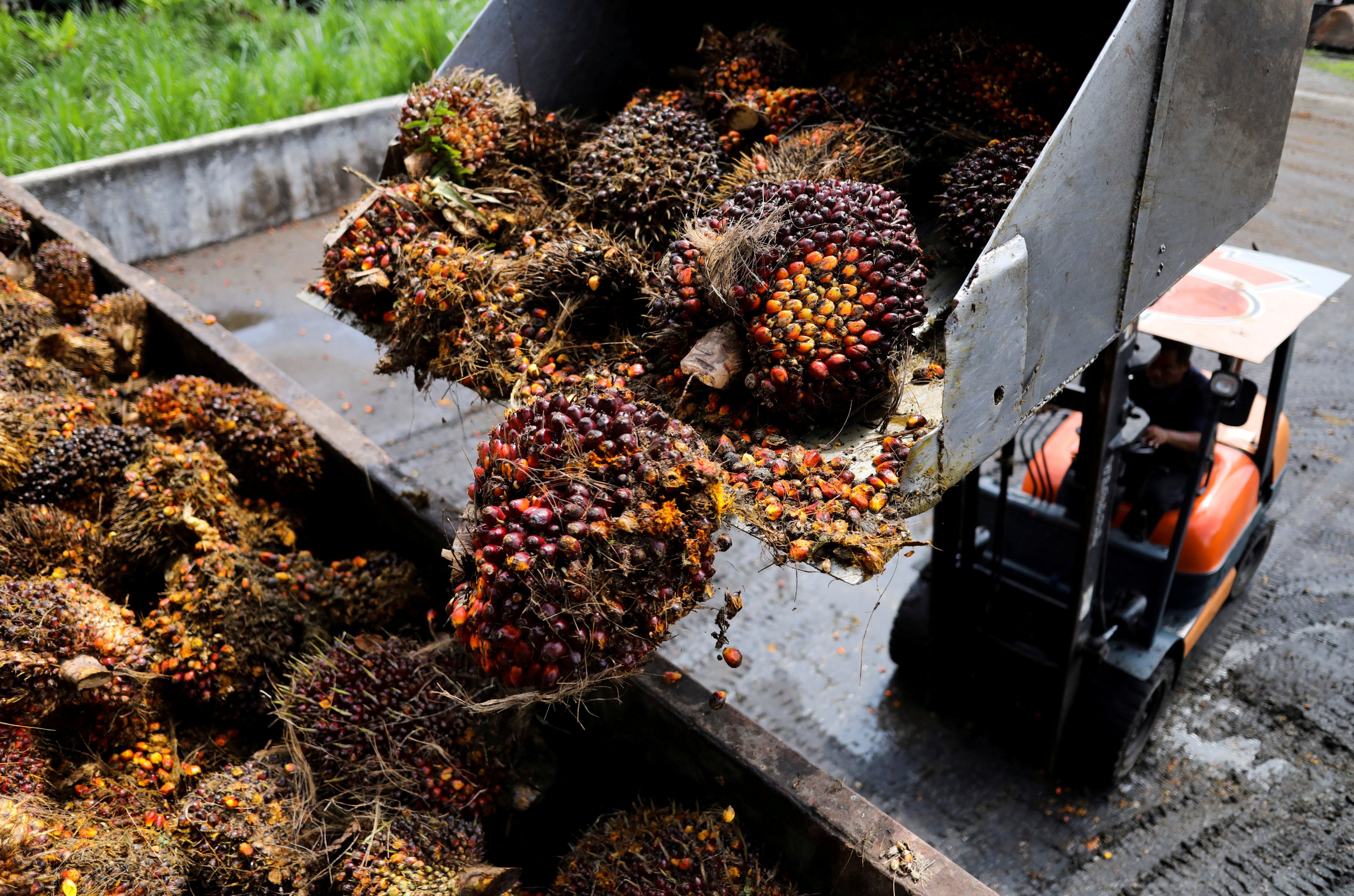 Fresh bunches of oil palm fruit harvested from smallholders’ plantations are loaded into a truck in Selangor, Malaysia, to be sent for processing. Photo: Reuters