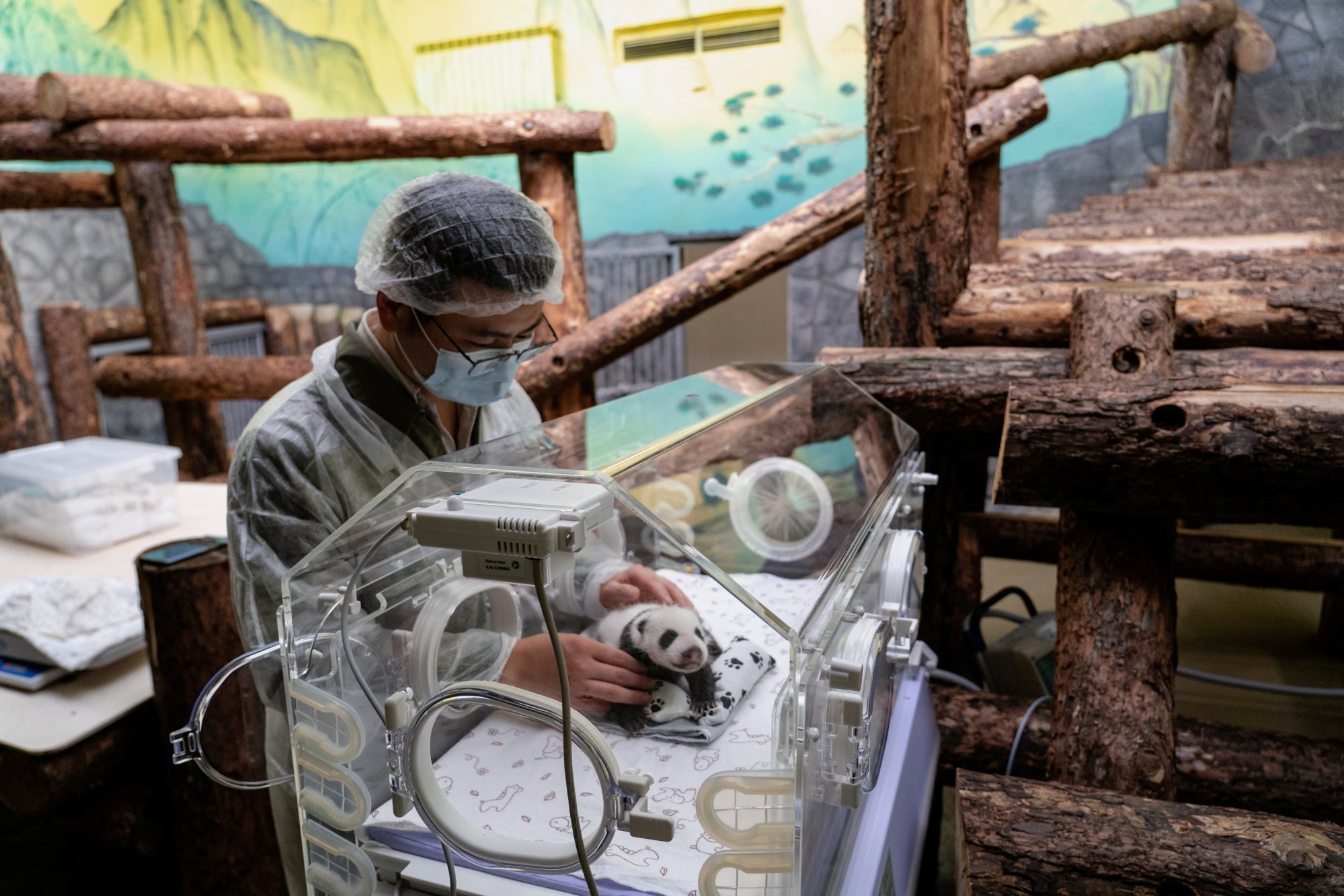 Russia’s first-ever newborn panda cub is a girl | South China Morning Post