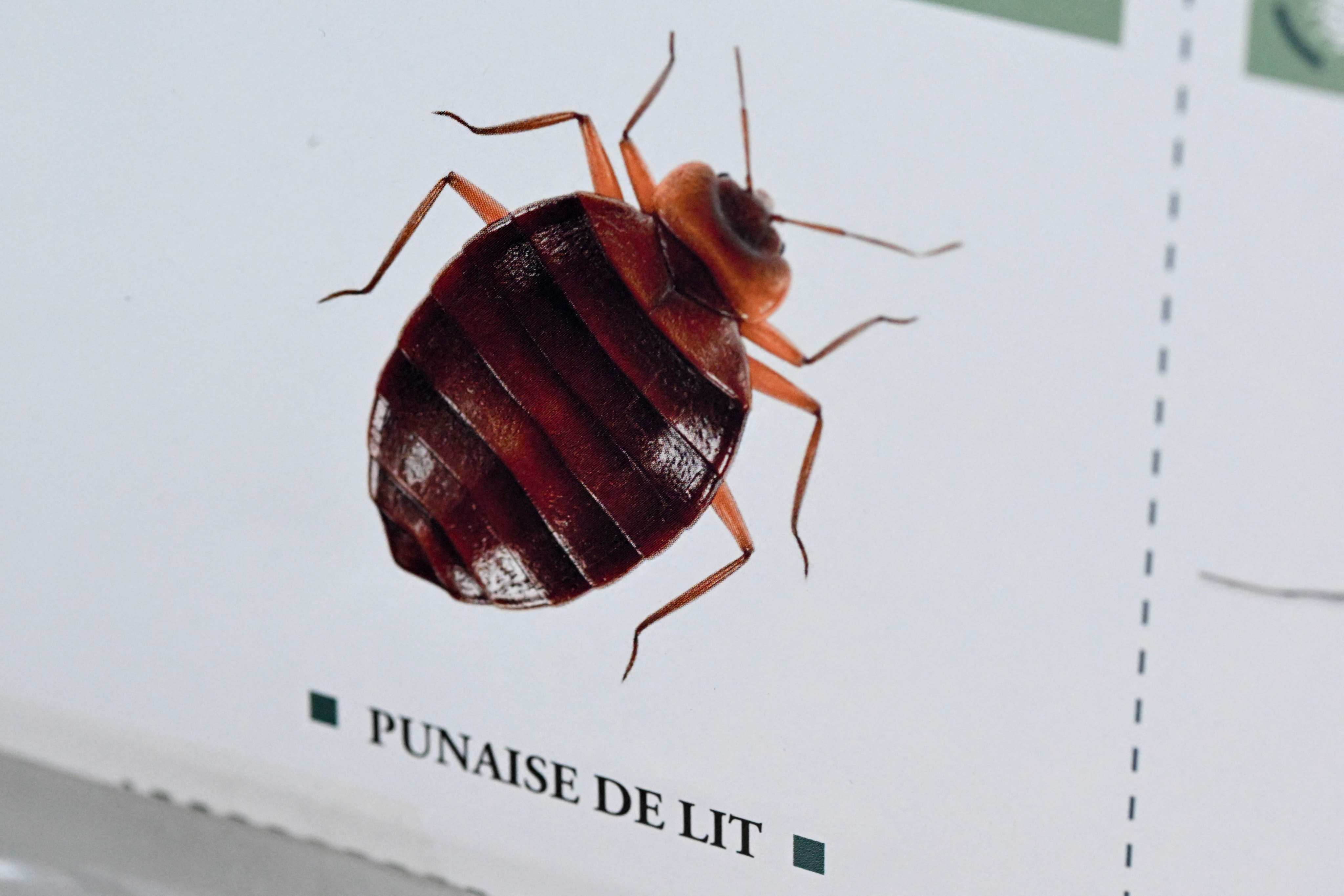 Bedbugs have in recent weeks gone from being a subject of potential derision to a contentious political issue in France. Photo: AFP