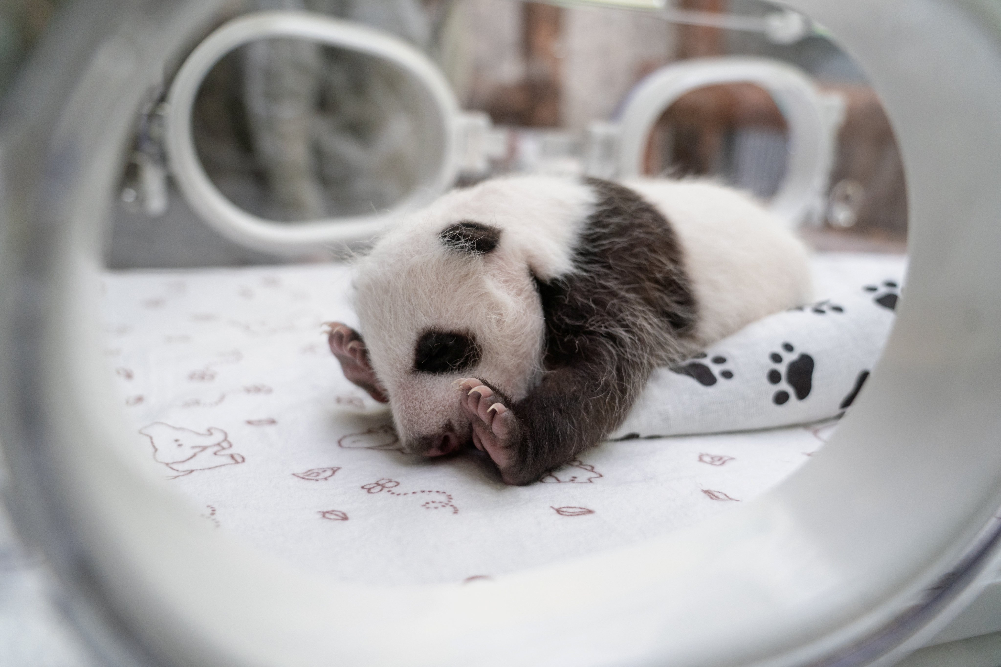 A one-month-old female giant panda cub lies in an incubator at the Moscow Zoo. Photo: Moscow Zoo via Reuters