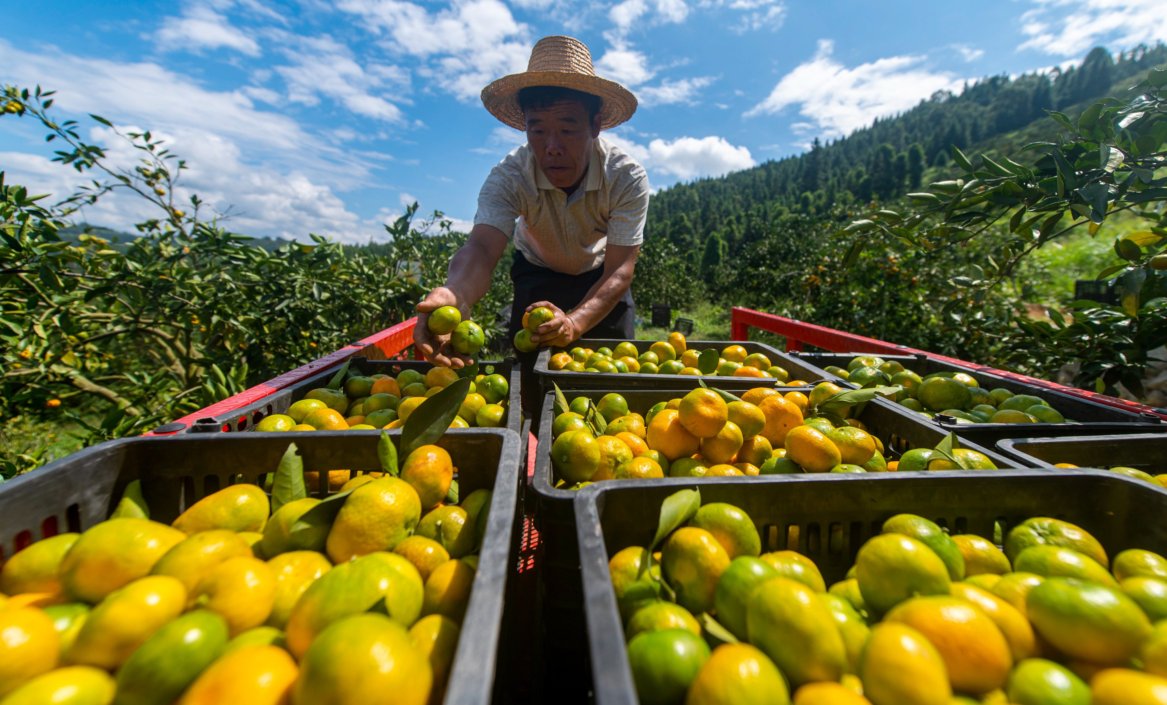 The origin and birthplace of citrus have long been a matter of debate, but a group of Chinese researchers say the roots of the family tree belong in China. Photo: Xinhua 