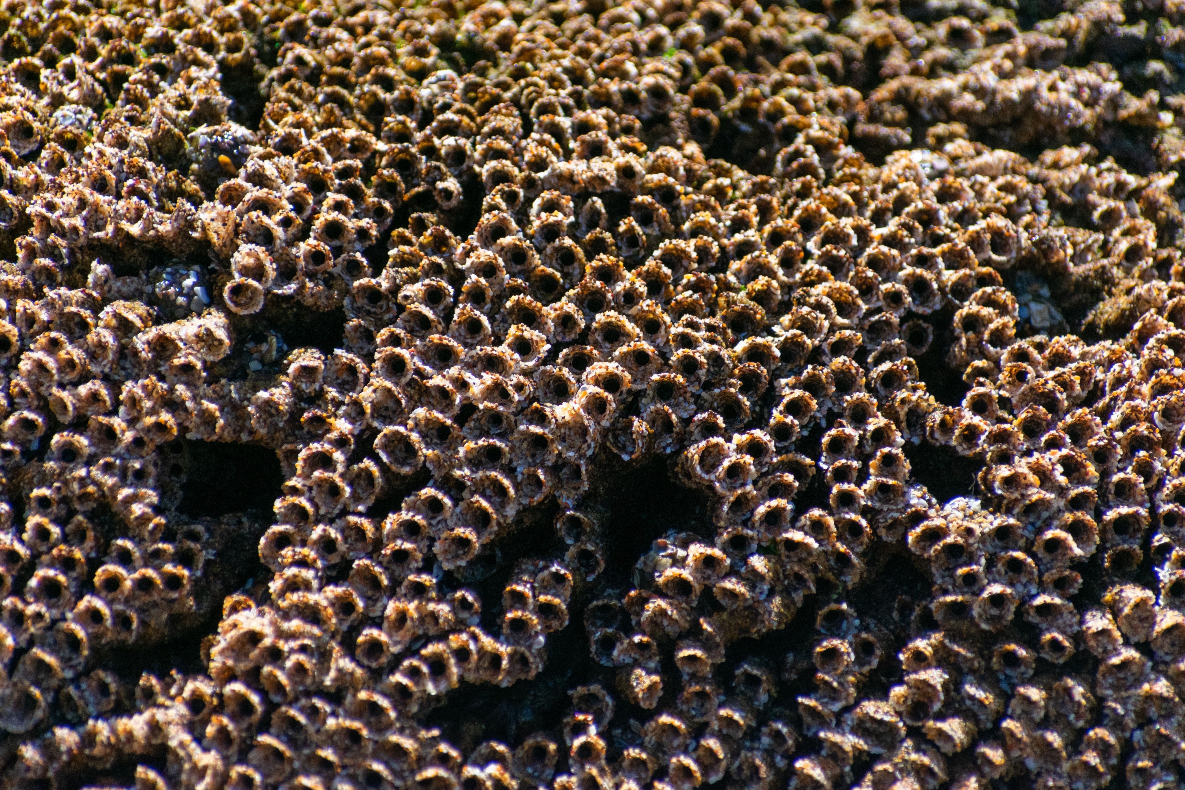 Sandcastle worms, which are found along the Californian coast, make their honeycomb-like colonies by binding grains of sand together. Photo: Shutterstock