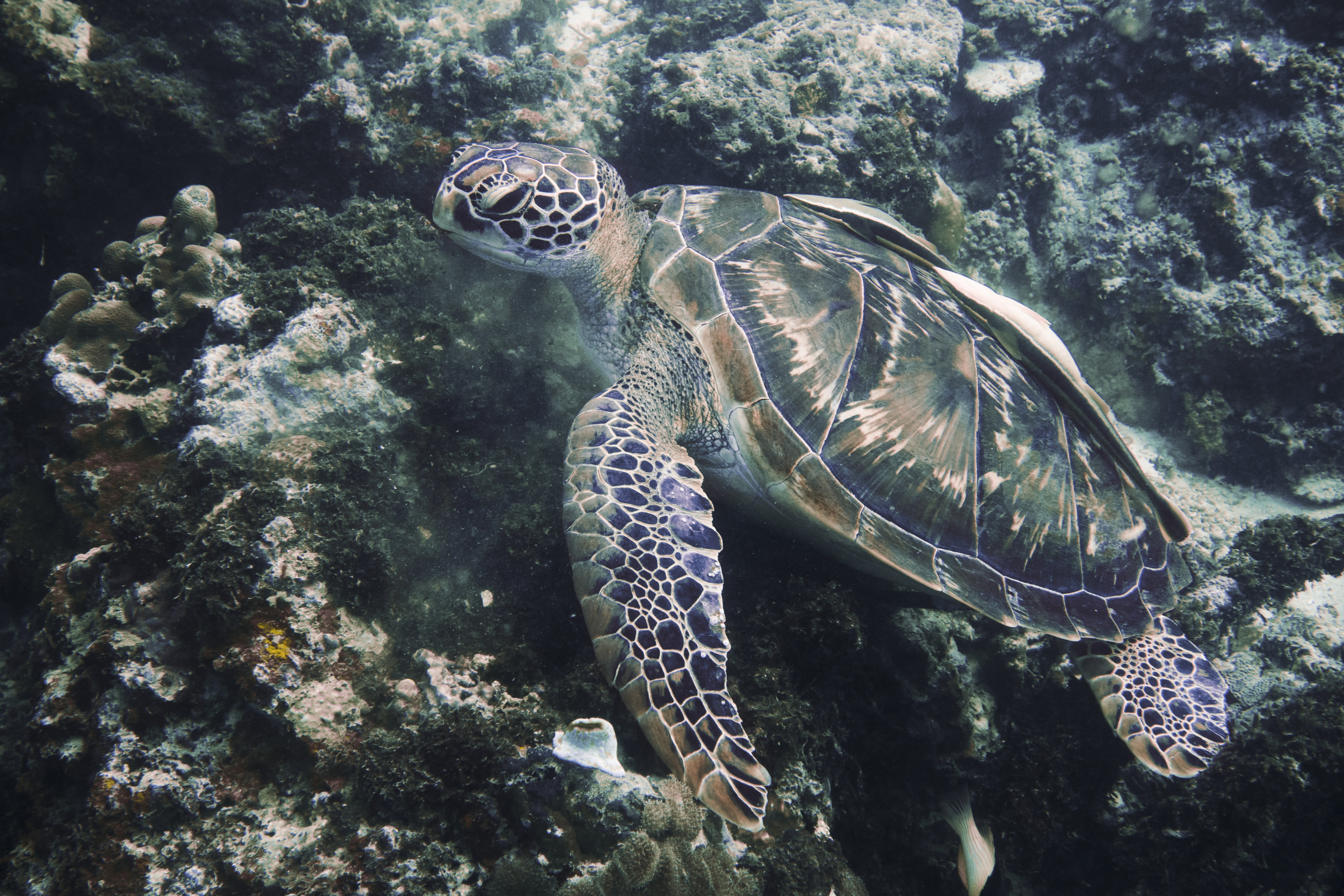Super Typhoon Rai smashed into diving hotspot Mactan island, in the Philippines in 2021, destroying hard and soft coral and damaging property. The storm also brought some new inhabitants, including turtles. Photo: Sarah Gillespie