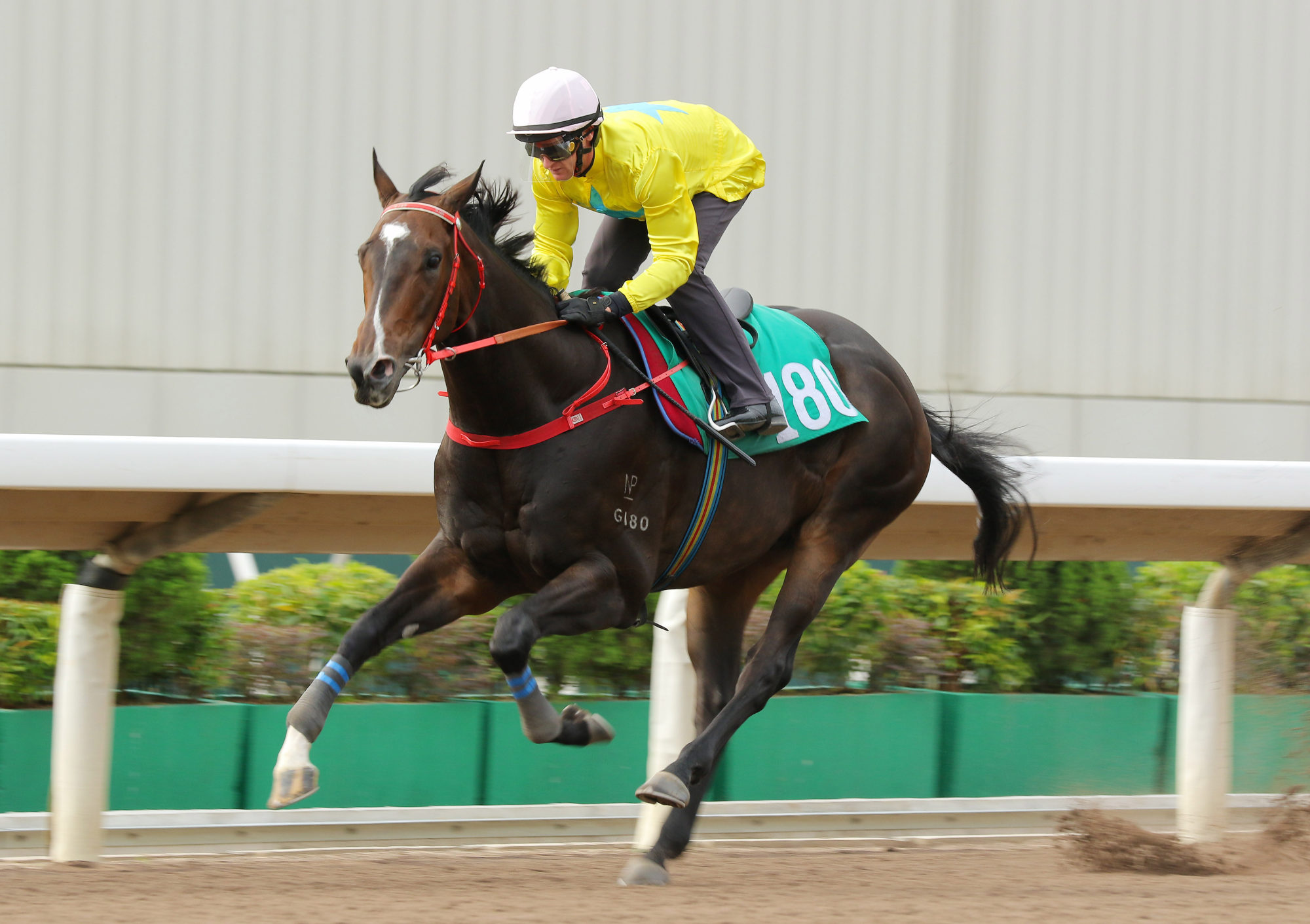 Lucky Sweynesse wins his trial under Zac Purton on Friday morning.