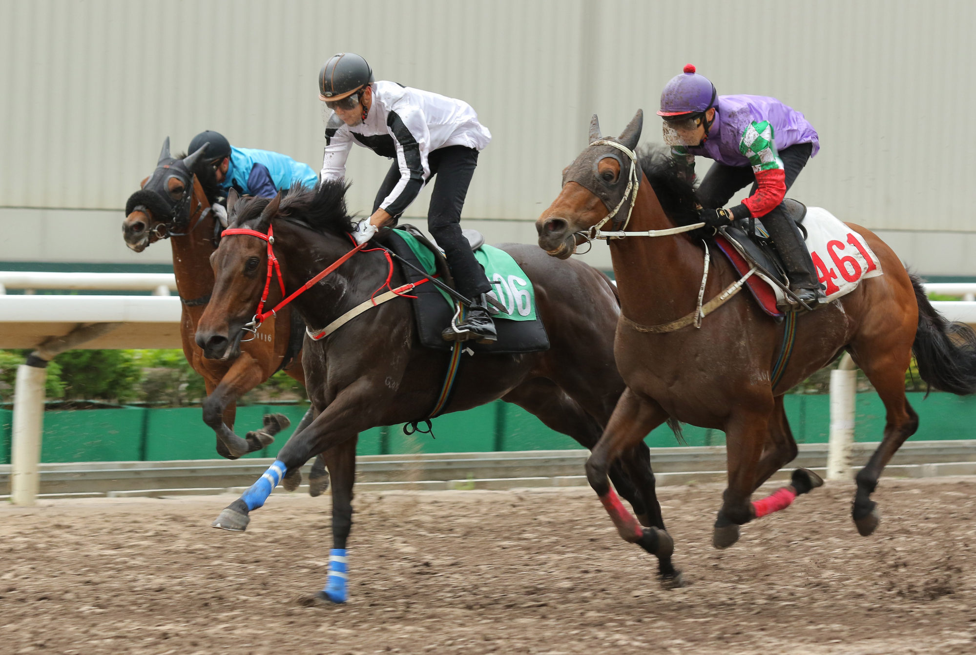Keefy (black and white colours) trials alongside Winning Dragon in September.