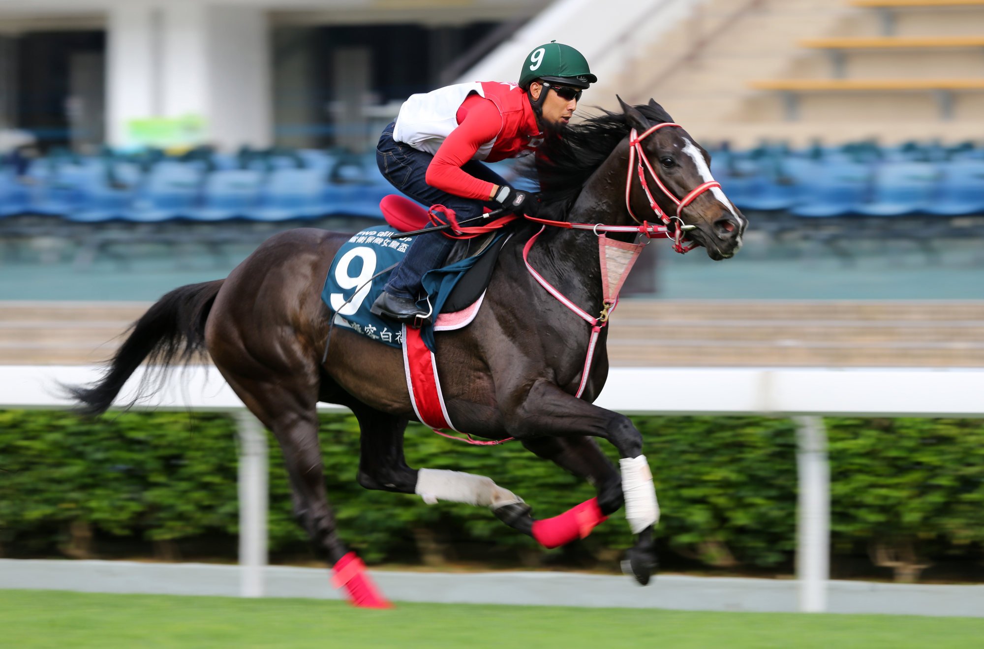 Lys Gracieux gallops at Sha Tin in April 2019, six months before she won the Group One Cox Plate (2,040m) at Moonee Valley. Photo: Kenneth Chan
