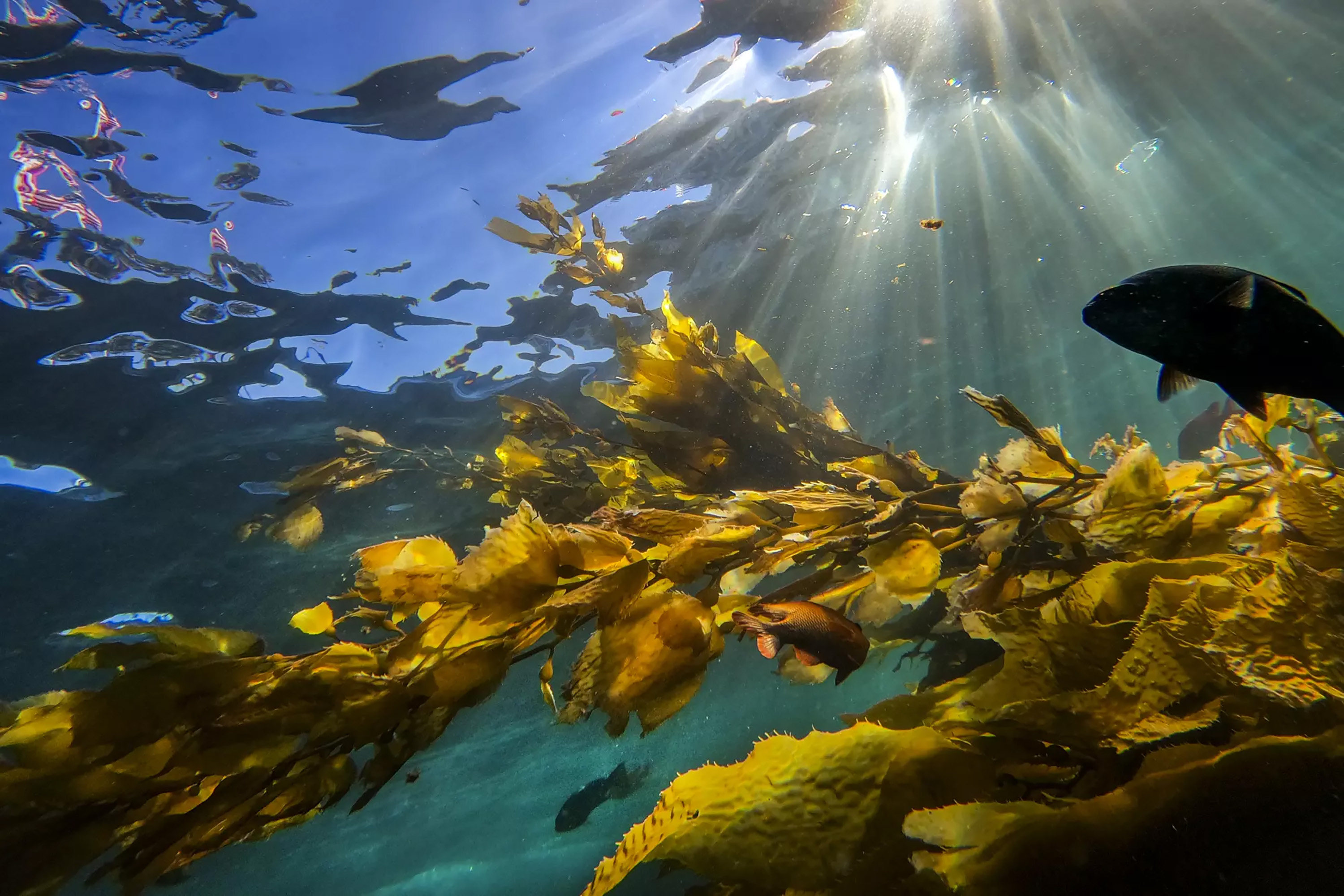 About half the world’s oxygen is produced by marine photosynthesis. Photo: TNS