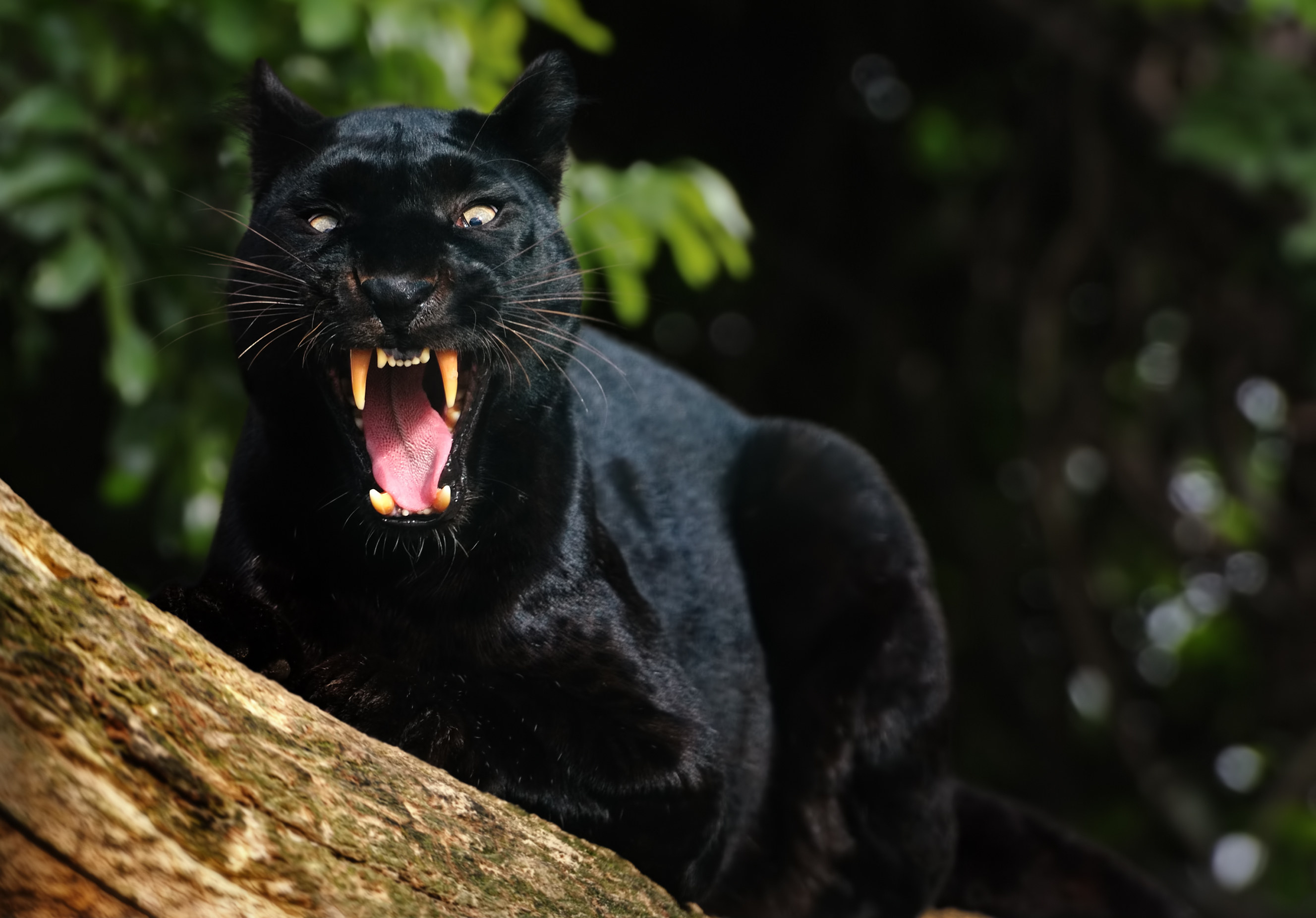 Close-up of a black leopard sitting on a tree and showing its teeth. Photo: Getty Images
