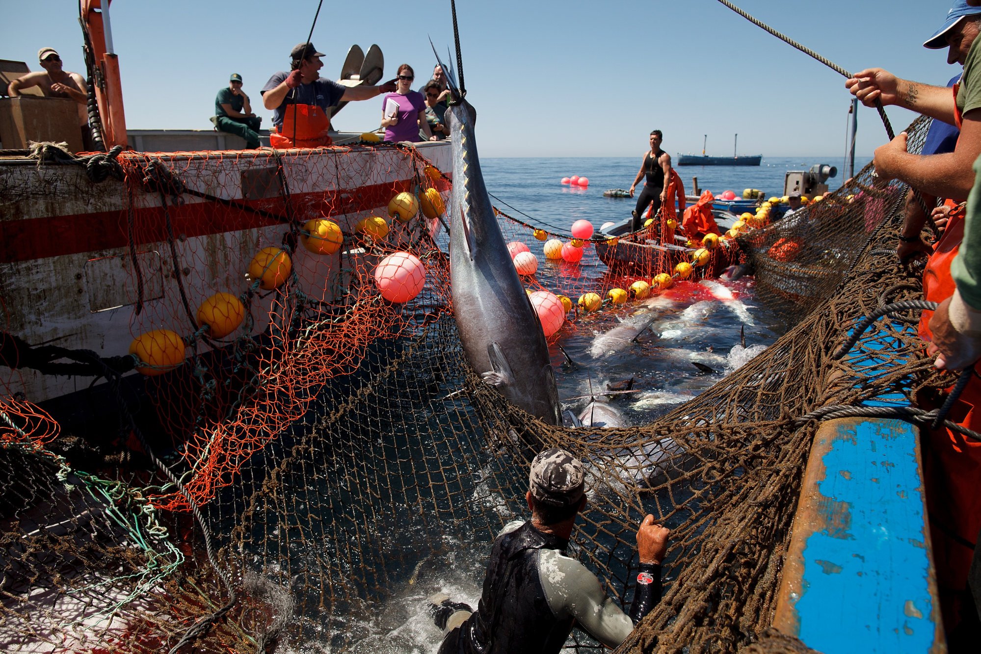 How To Pole and Line Tuna Fishing - Giant Bluefin Tuna Fish Cutting Skill  Sashimi #02 