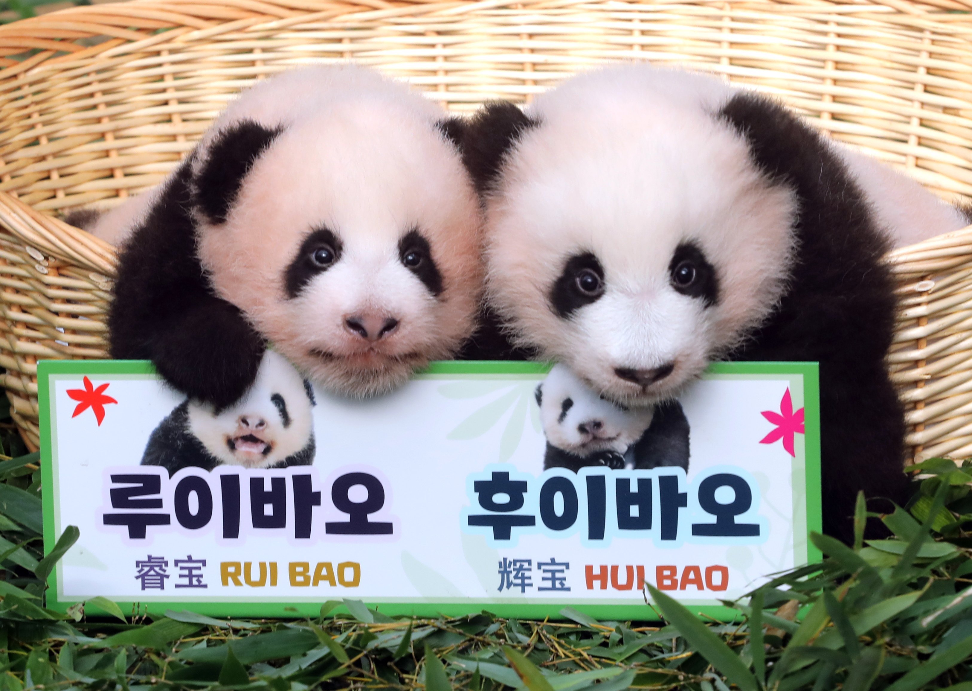 The names of two female giant panda cub twins are made public at a zoo outside Seoul, South Korea. Photo: EPA-EFE