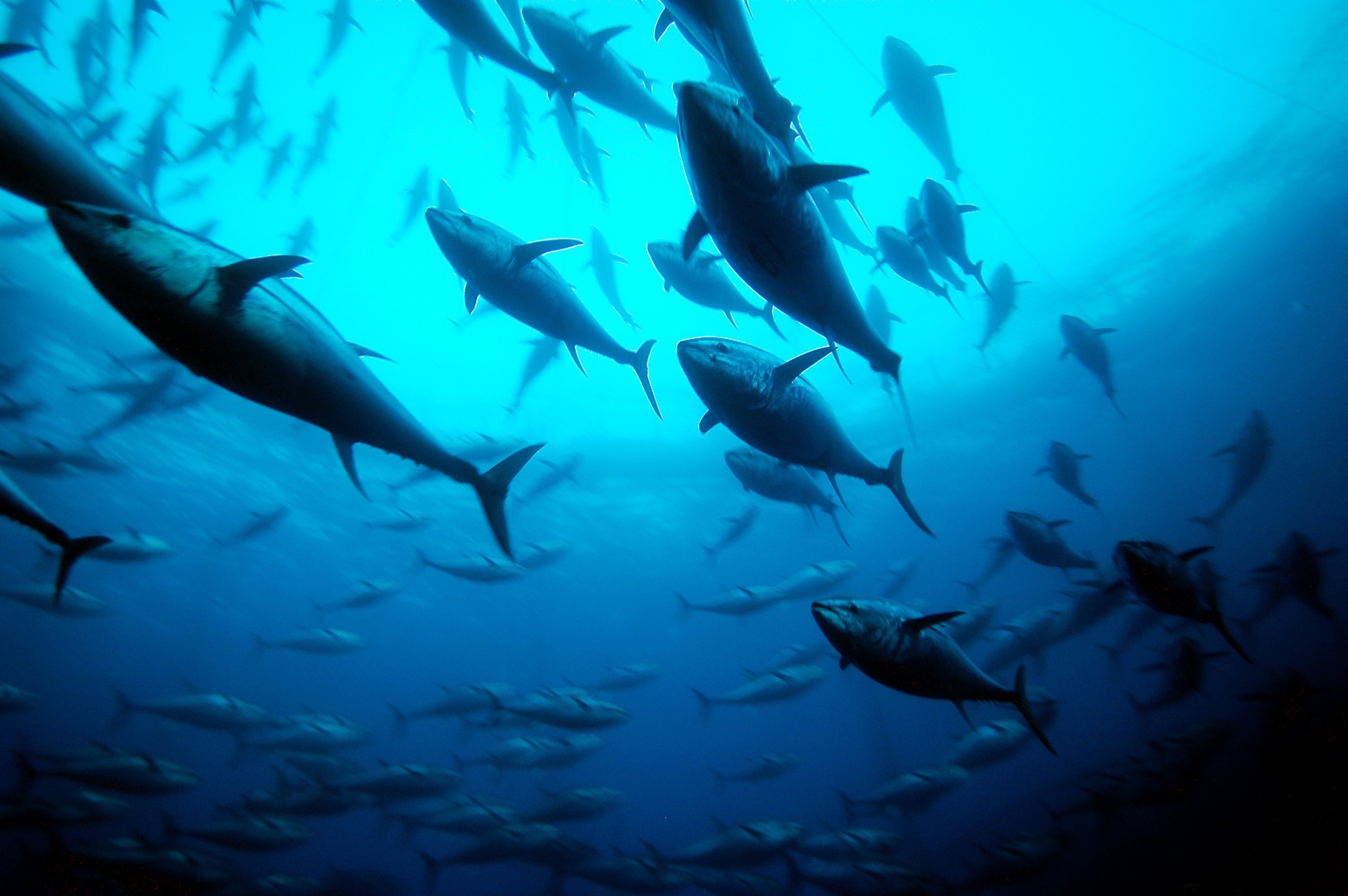 Bluefin tuna in the Mediterranean Sea. Sustainable fishing, and open-water farming, of the fish have increased its population and made Atlantic bluefin tuna an ethical food choice, a Spanish food importer in Hong Kong says. Photo: Getty Images