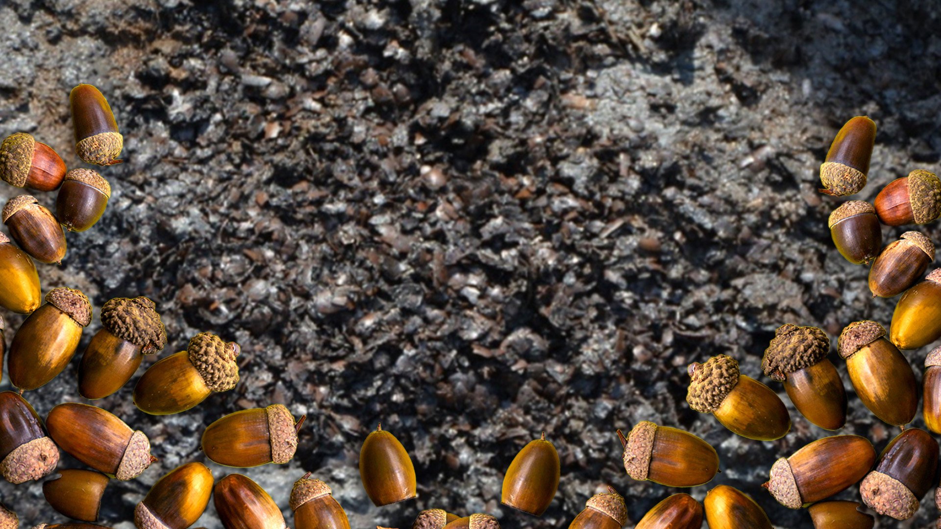 A large number of acorns were unearthed at the school site while there is increasing evidence that many early rice-farming communities in China heavily dependent on acorns. Photo: SCMP composite/Shutterstock/Global Times