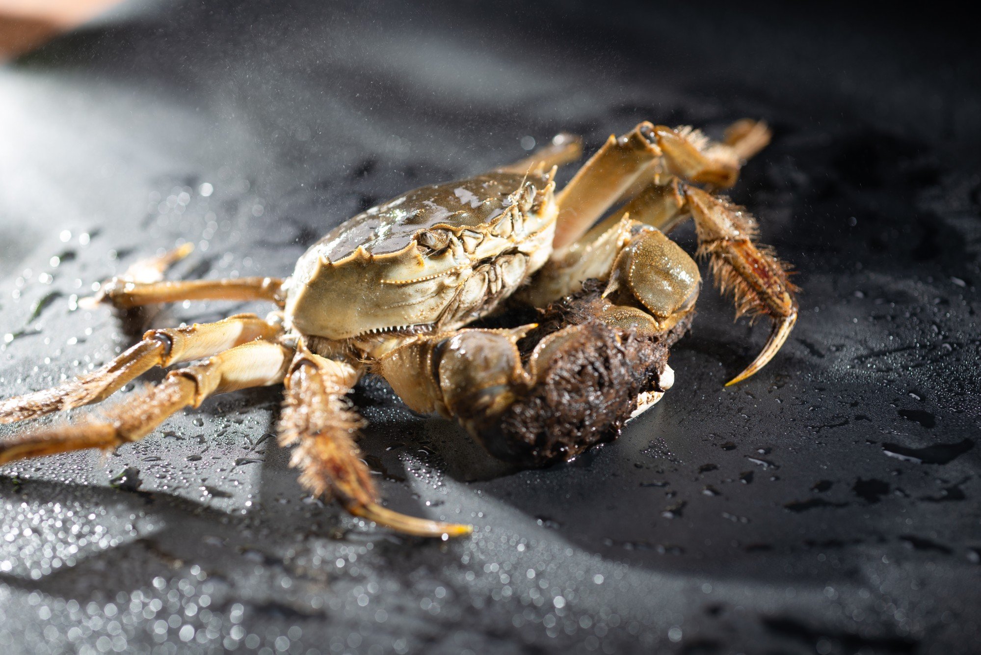 How to enjoy hairy crab, or Chinese mitten crab, a Hong Kong delicacy