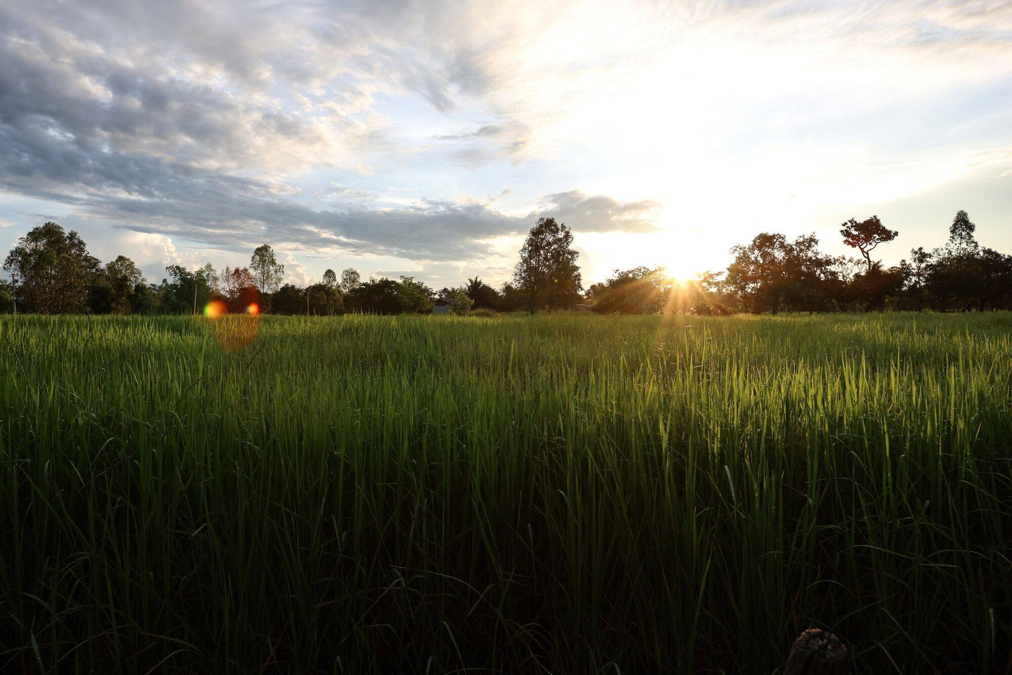 The sun rises above paddy fields at a sustainable rice farming project of GIZ Thailand Agriculture and Food Cluster and Olam Agri, in Ubon Ratchathani, Thailand, on September 21. Climate change is forcing food scientists to breed new varieties of rice that is more tolerant of salinity and other adverse conditions. Photo: Bloomberg