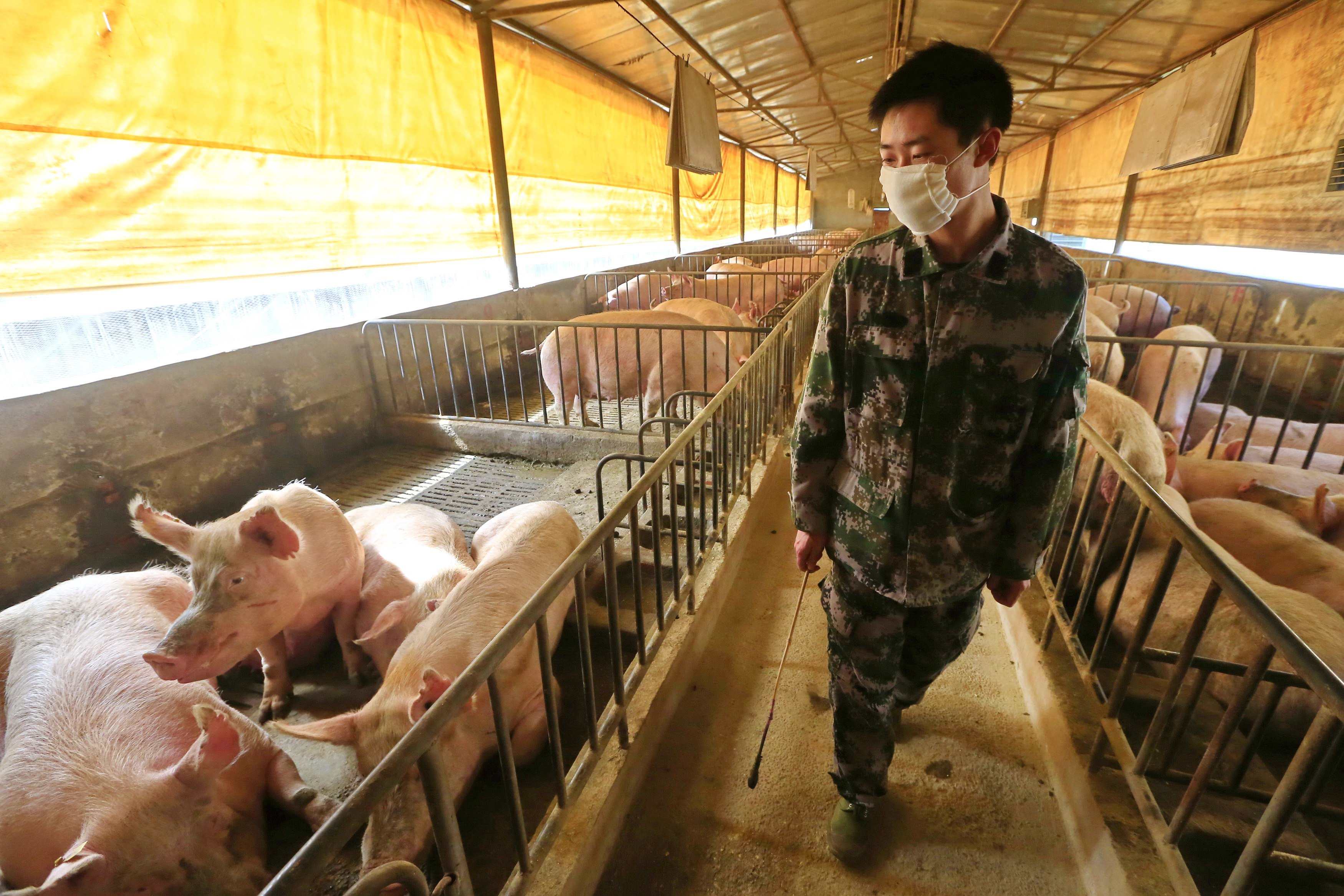 A potential vaccine for African swine fever being developed by Chinese scientists has showed promising results. Photo: EPA-EFE