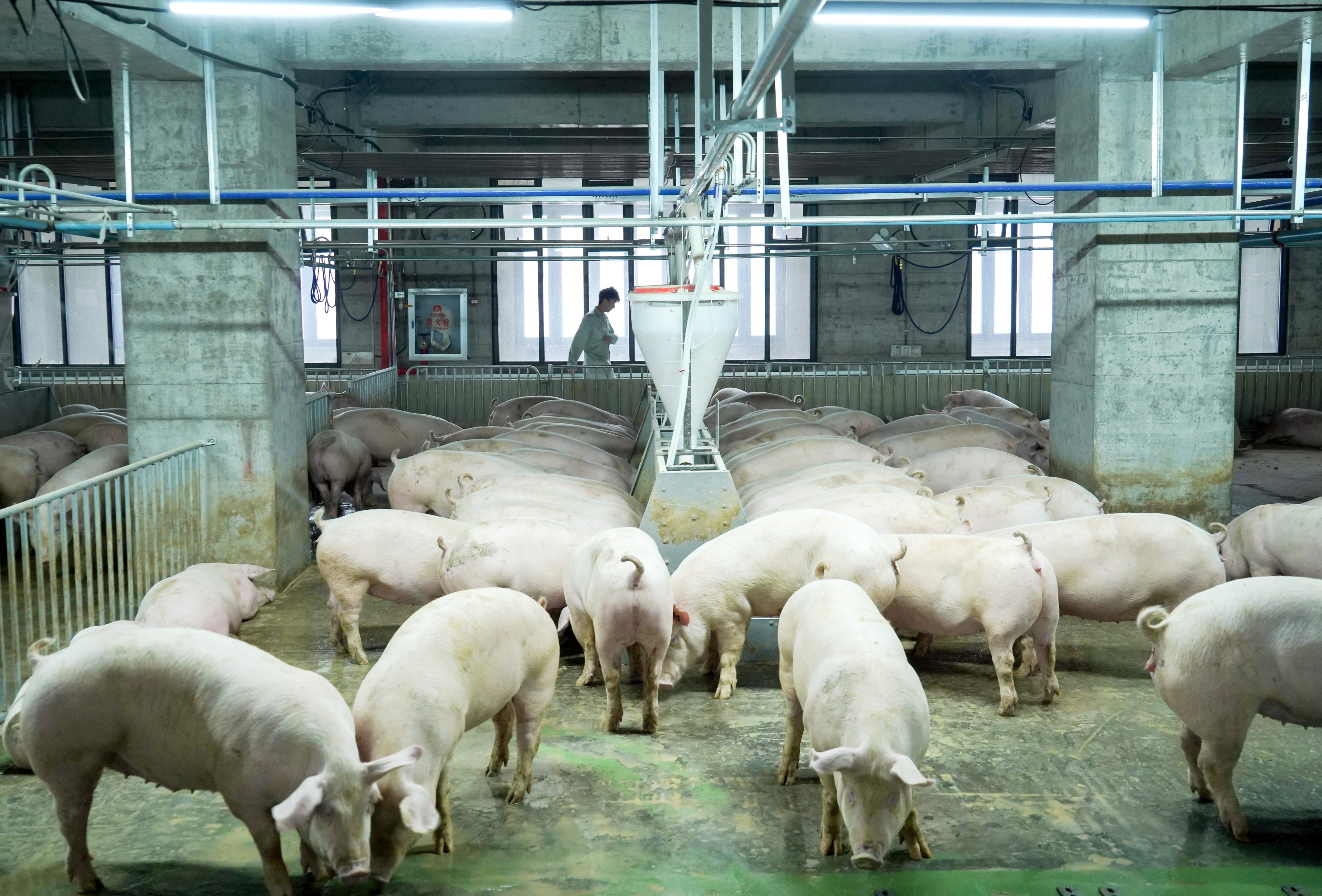 Two high-rise buildings in Ezhou, Hubei province, will be able to produce 1.2 million fully grown pigs a year when fully operational. Photo: Xinhua