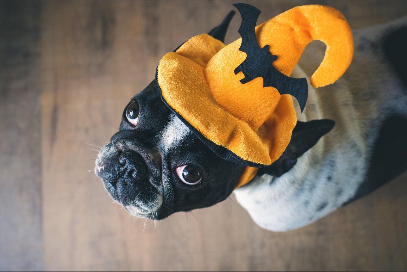 Doggy Halloween will be held at Central wine bar Stazione Novella on October 29 from 11am-2pm. Photo: Stazione Novella