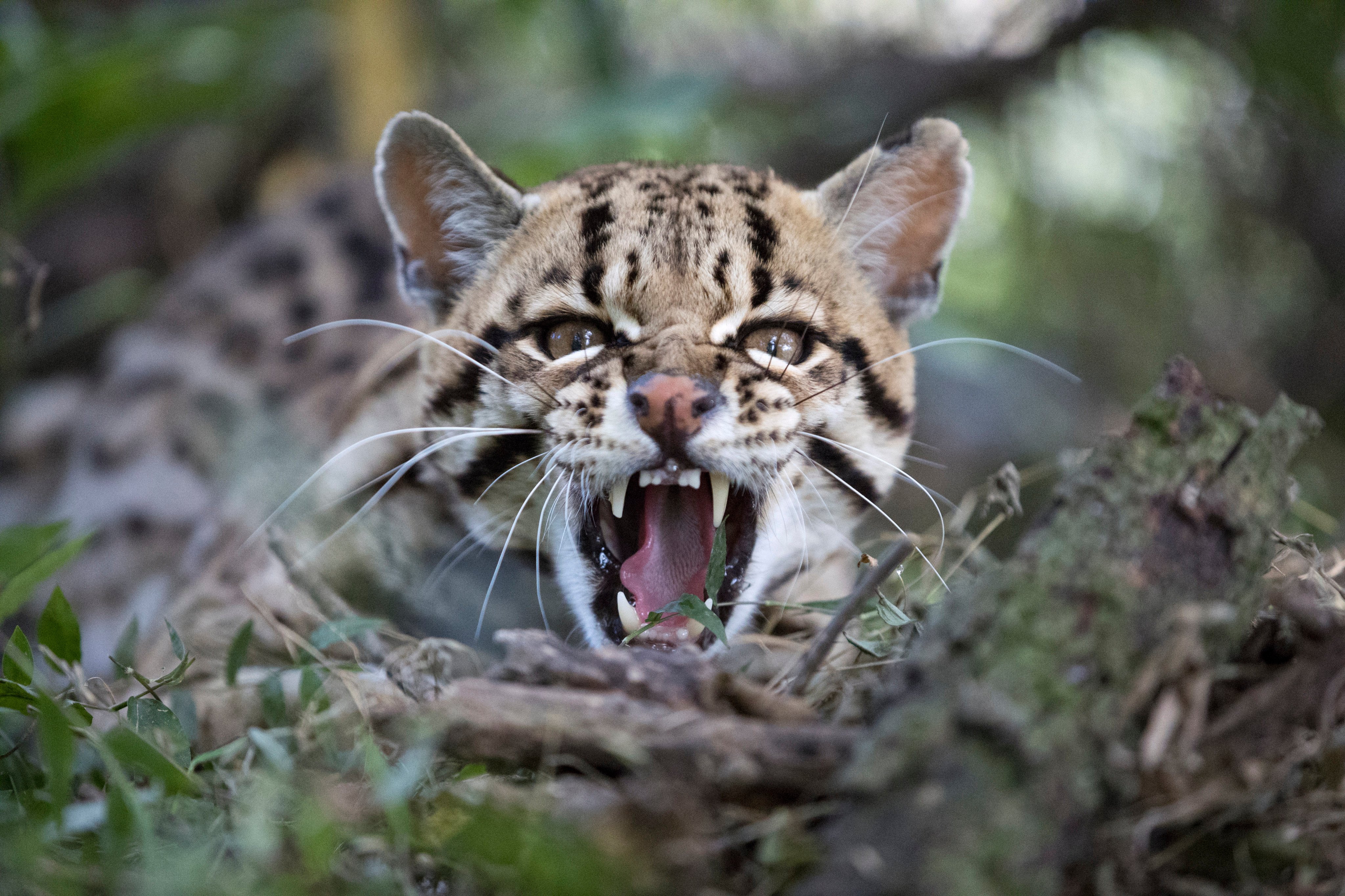 The ocelot is one of many mammal species found in the Ecuadorean cloud forest. Photo: Daniel Allen