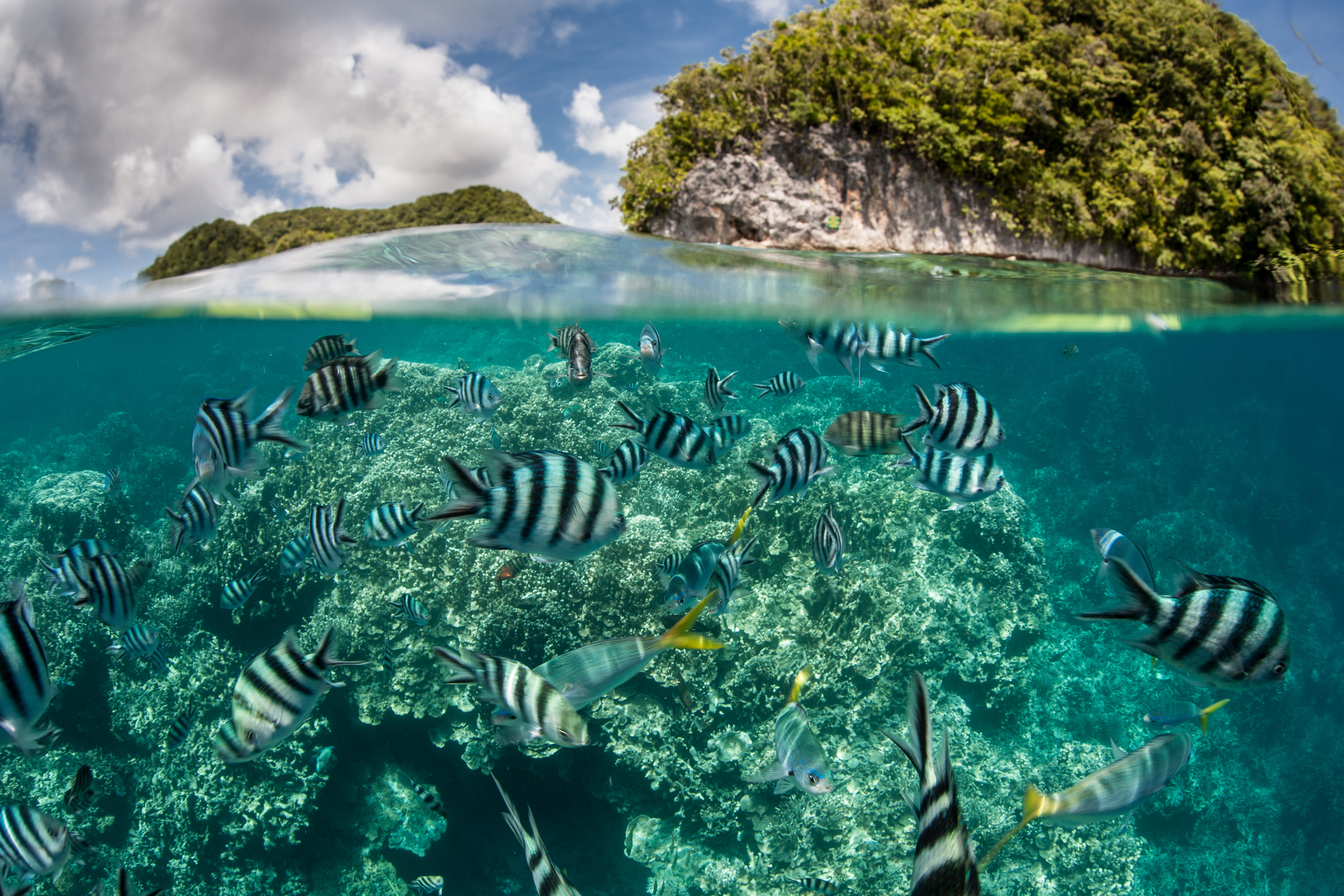 Damselfish swim in shallow water in a lagoon in Palau. Photo: Shutterstock