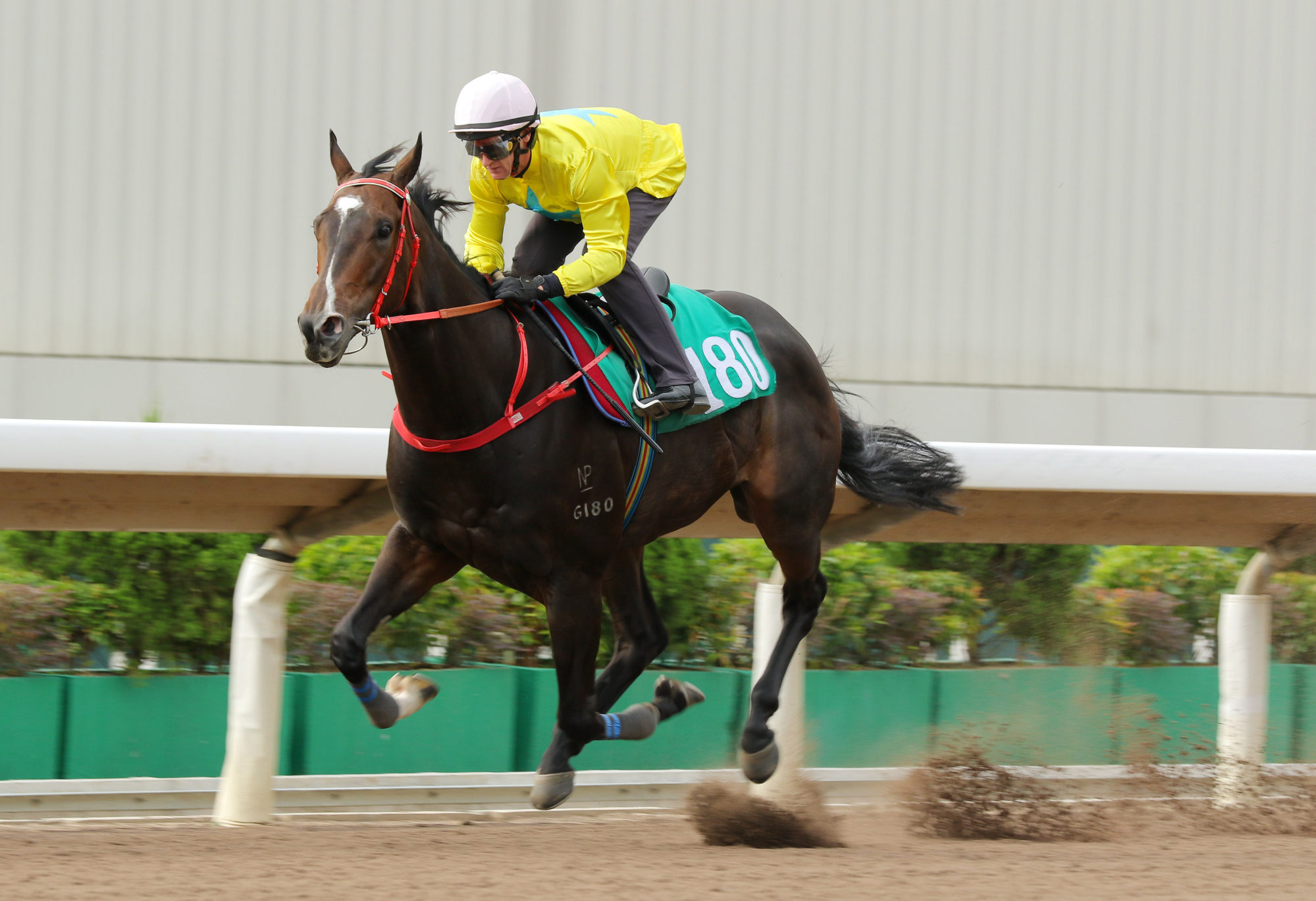 Lucky Sweynesse wins his barrier trial at Sha Tin on October 6.