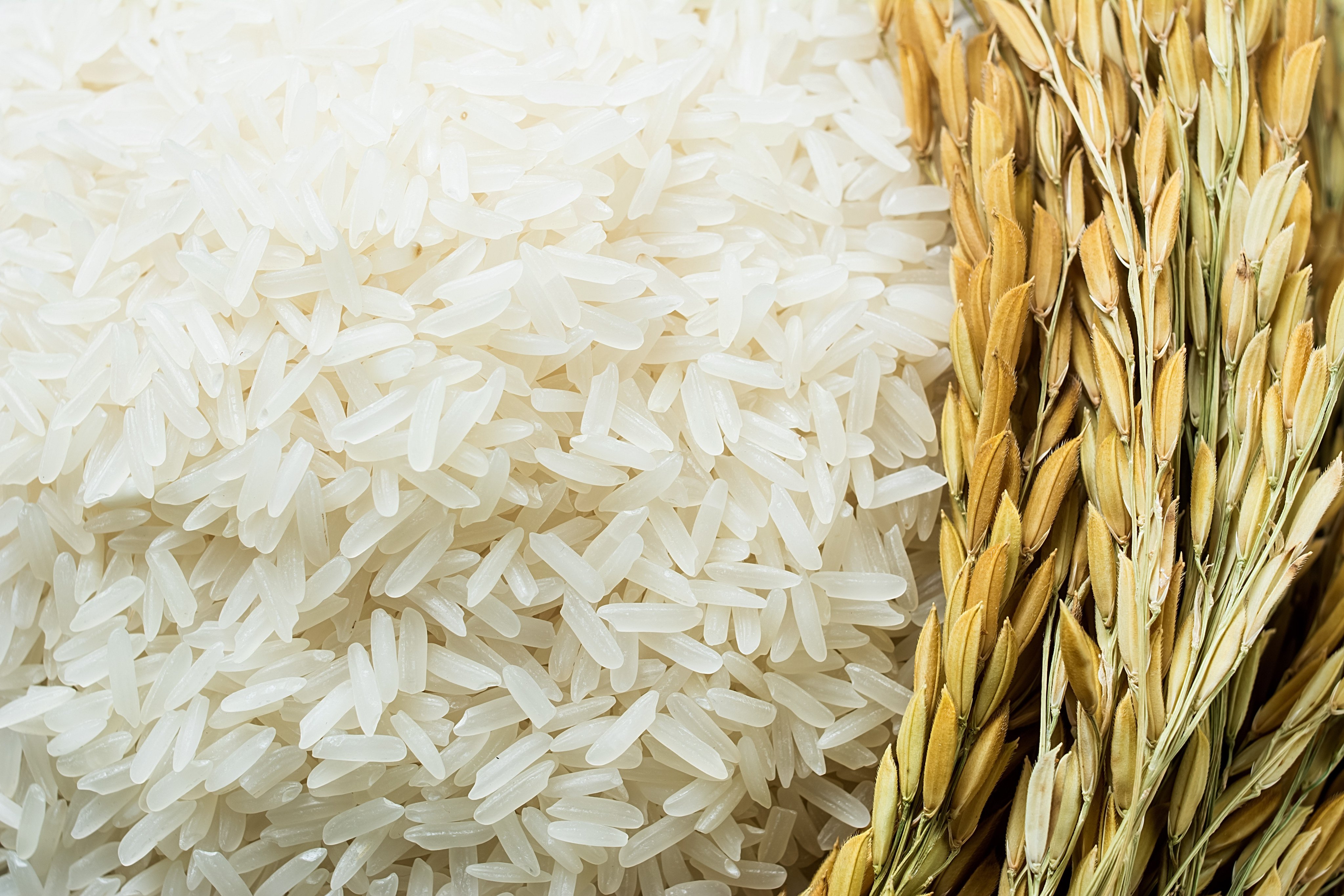 Long grain of rice and rice. Photo: Shutterstock