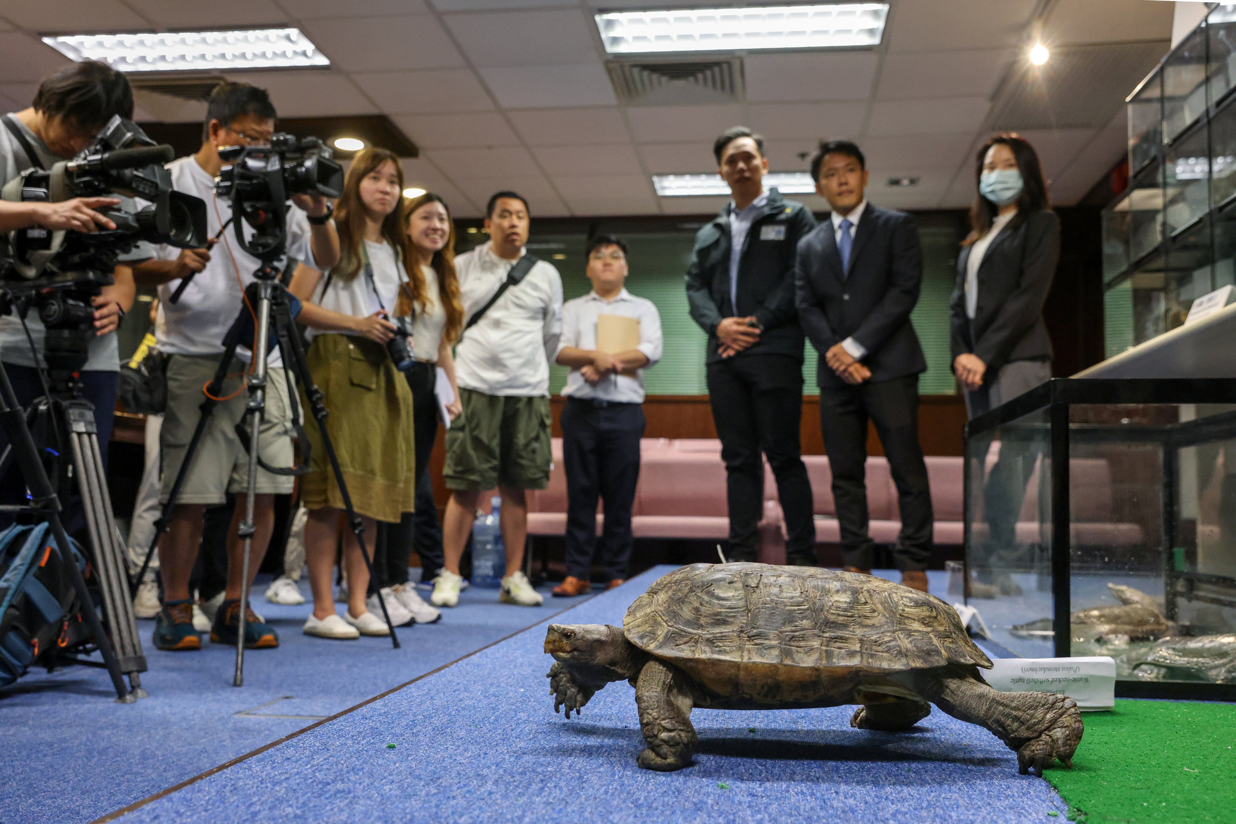 A giant Asian pond turtle at an Agriculture, Fisheries and Conservation Department press briefing in July. Photo: May Tse