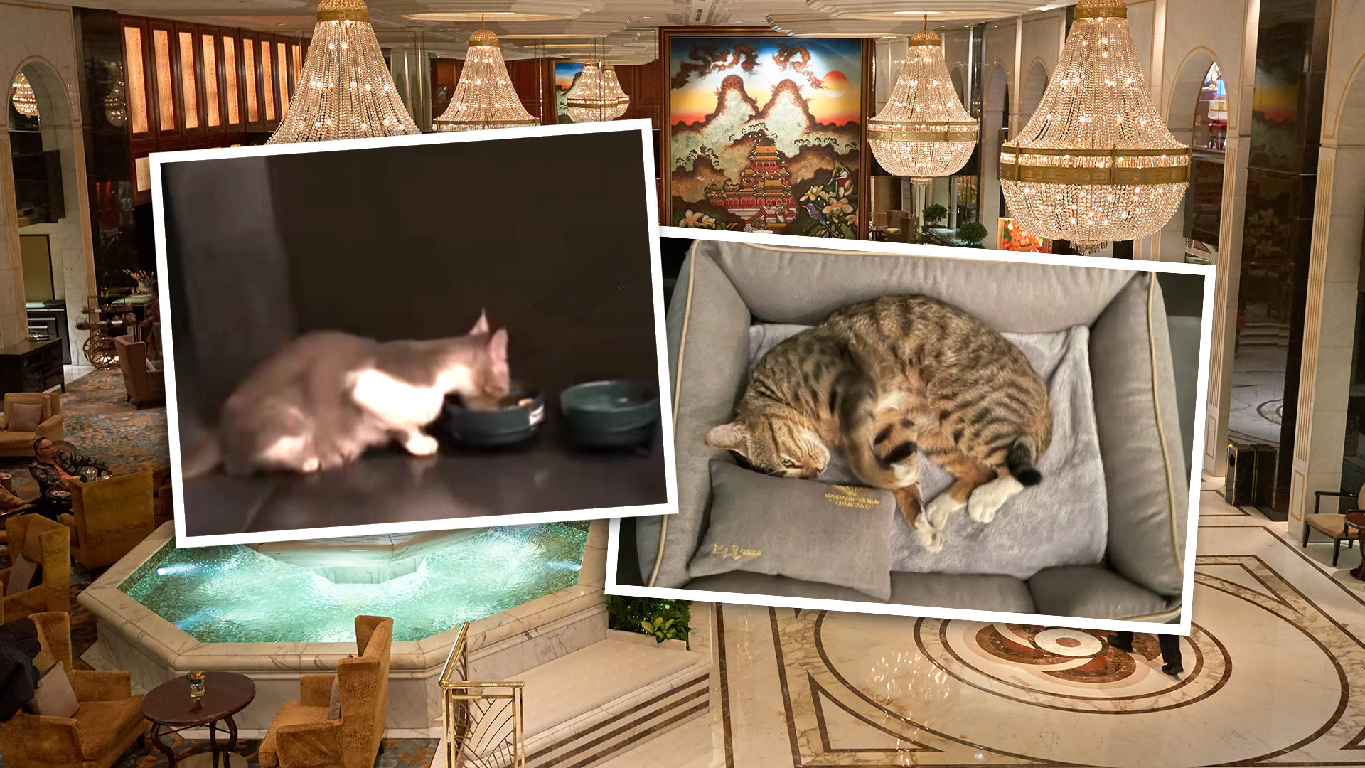A five-star hotel in China has set aside space in its opulent entrance area for stray cats, delighting animal lovers on mainland social media. Photo: SCMP composite/Shutterstock/Douyin