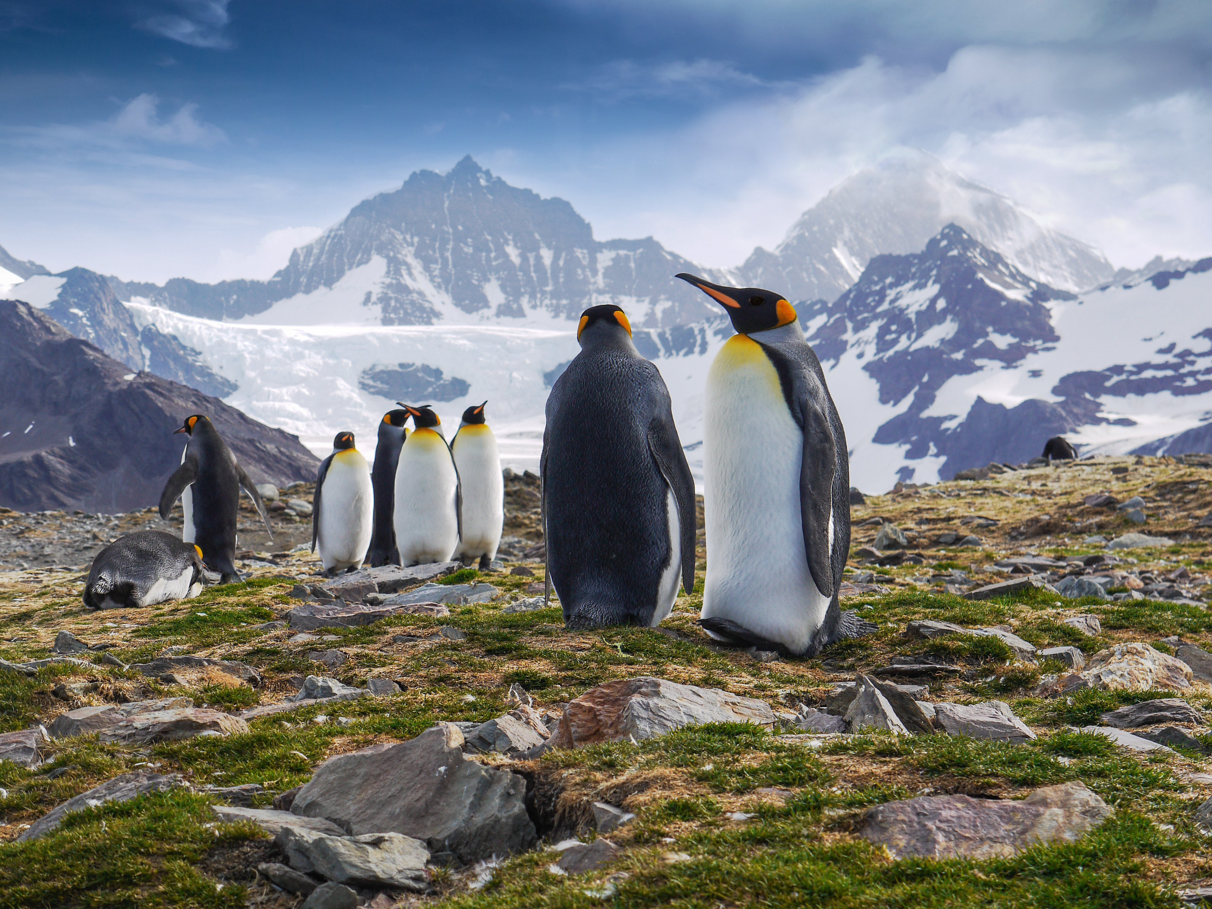 King penguins on South Georgia Island in the South Atlantic Ocean. Photo: Shutterstock