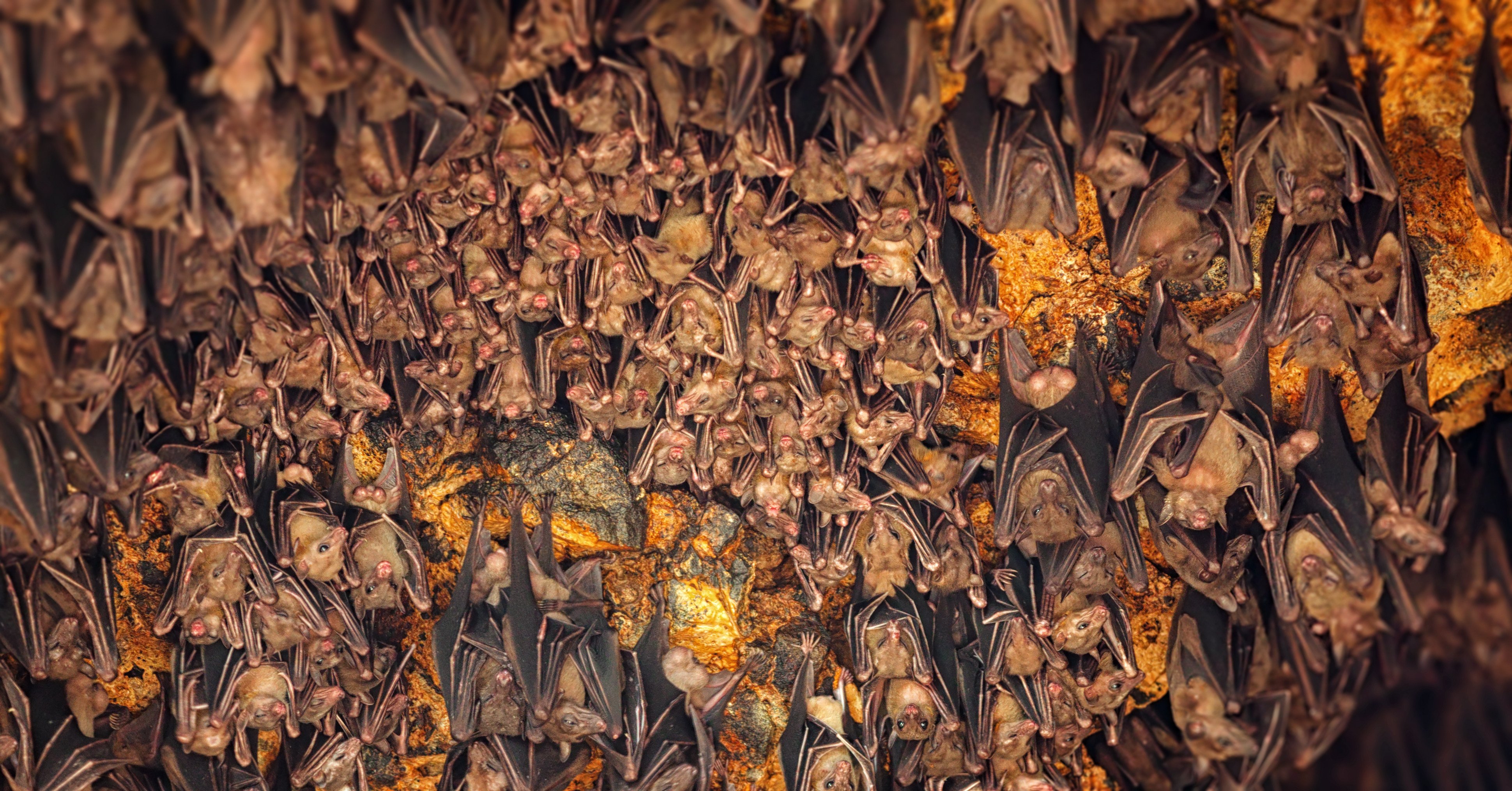 Bats hang from the ceiling of Goa Lawah Bat Cave Temple  in Bali, Indonesia. Photo: Shutterstock