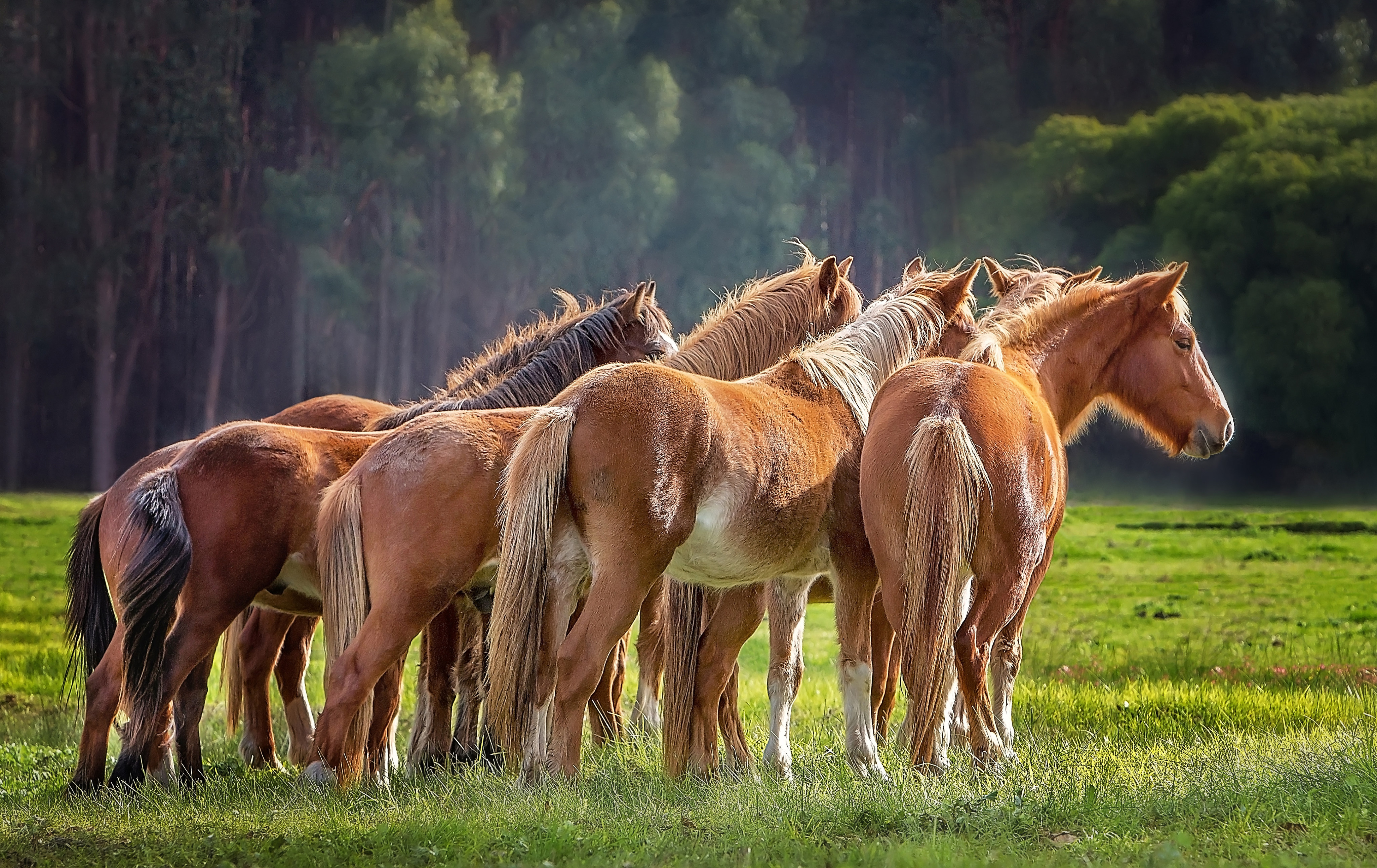 Australia approved the aerial shooting of wild horses to protect native wildlife, in a national park. Photo: Shutterstock