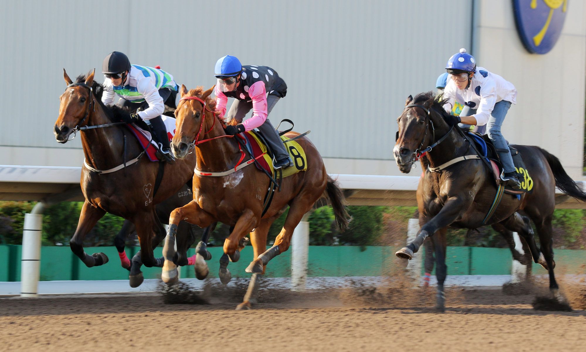 Golden Sixty (right), Beauty Eternal (centre) and Voyage Bubble (left) trial at Sha Tin on Tuesday morning.
